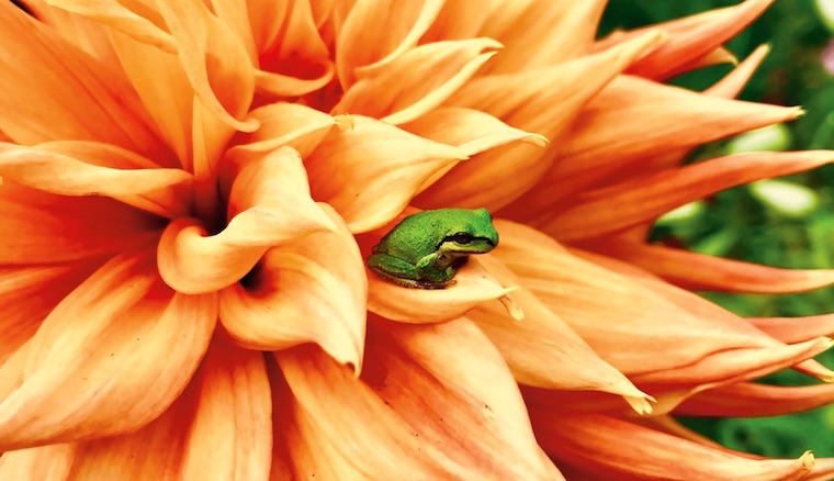 frog on orange flower