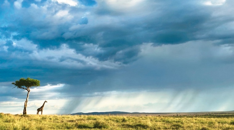 giraffe on savannah landscape