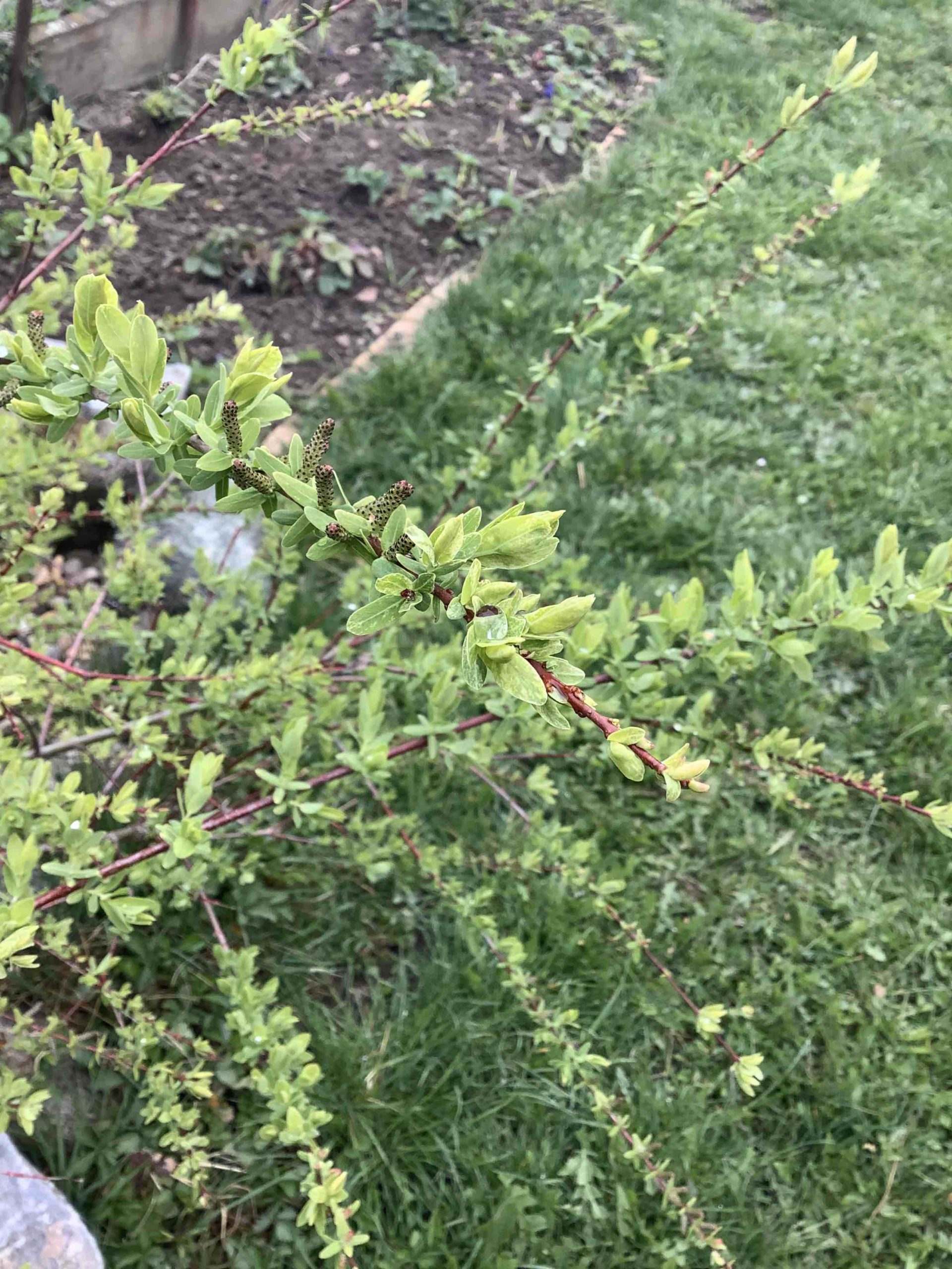 green plant branches