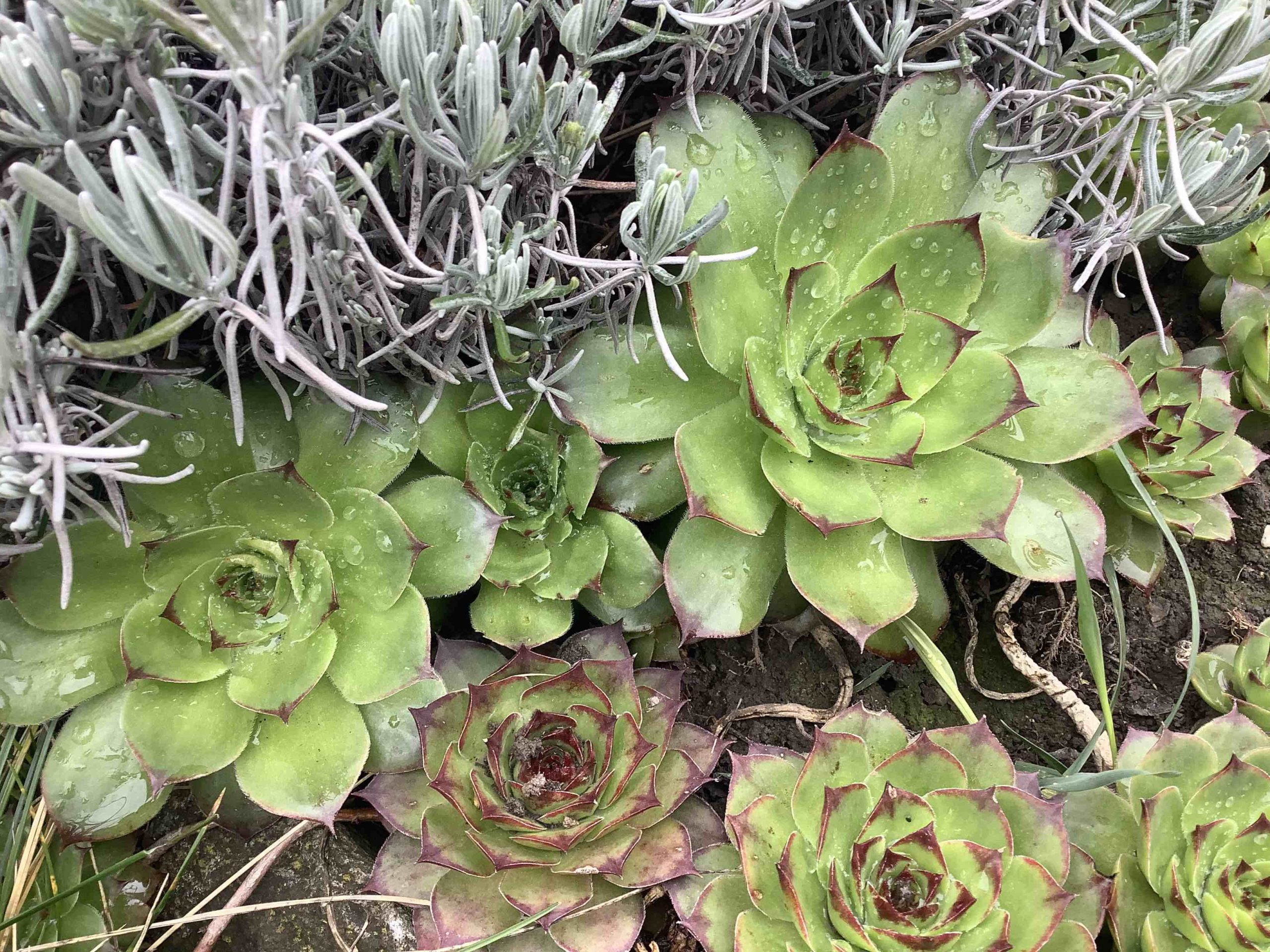 green succulents with raindrops