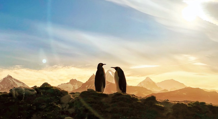 penguins at sunset