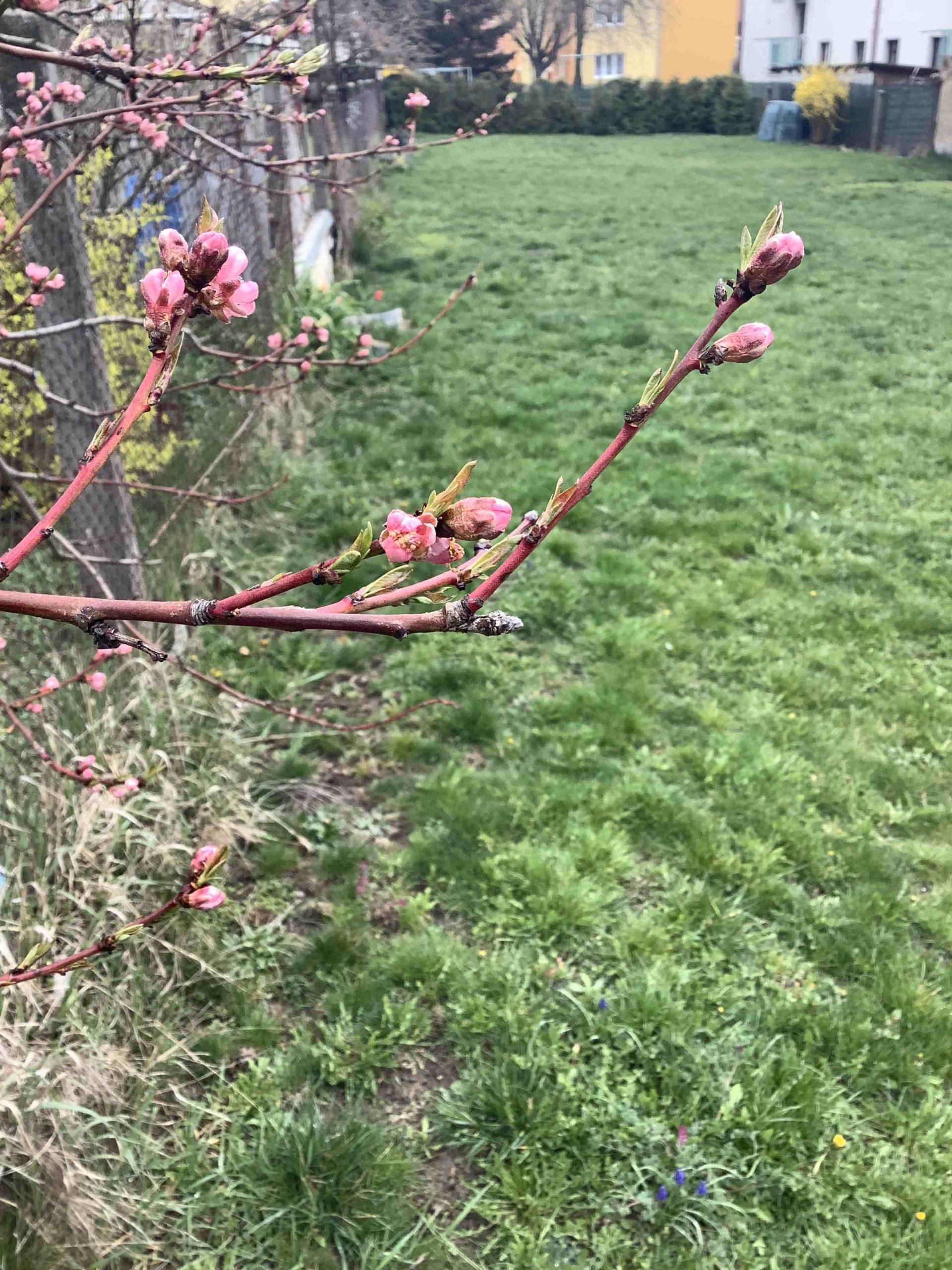 pink buds on branch