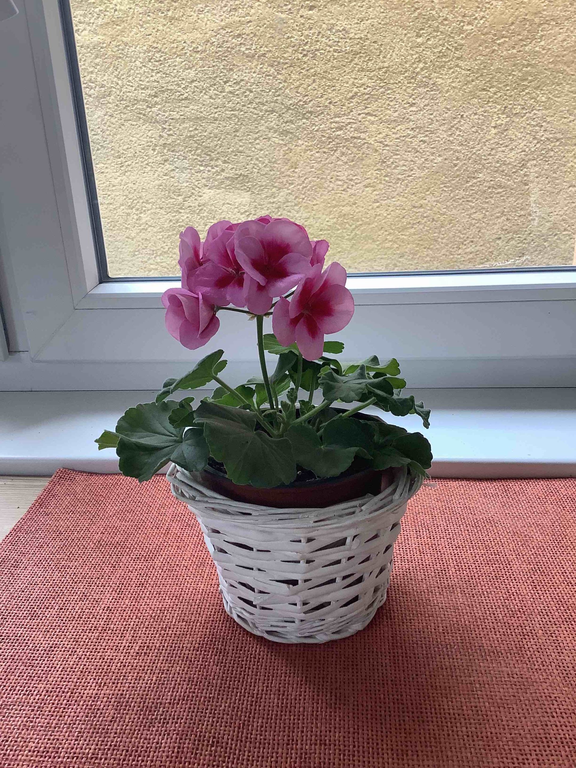 pink flower in pot