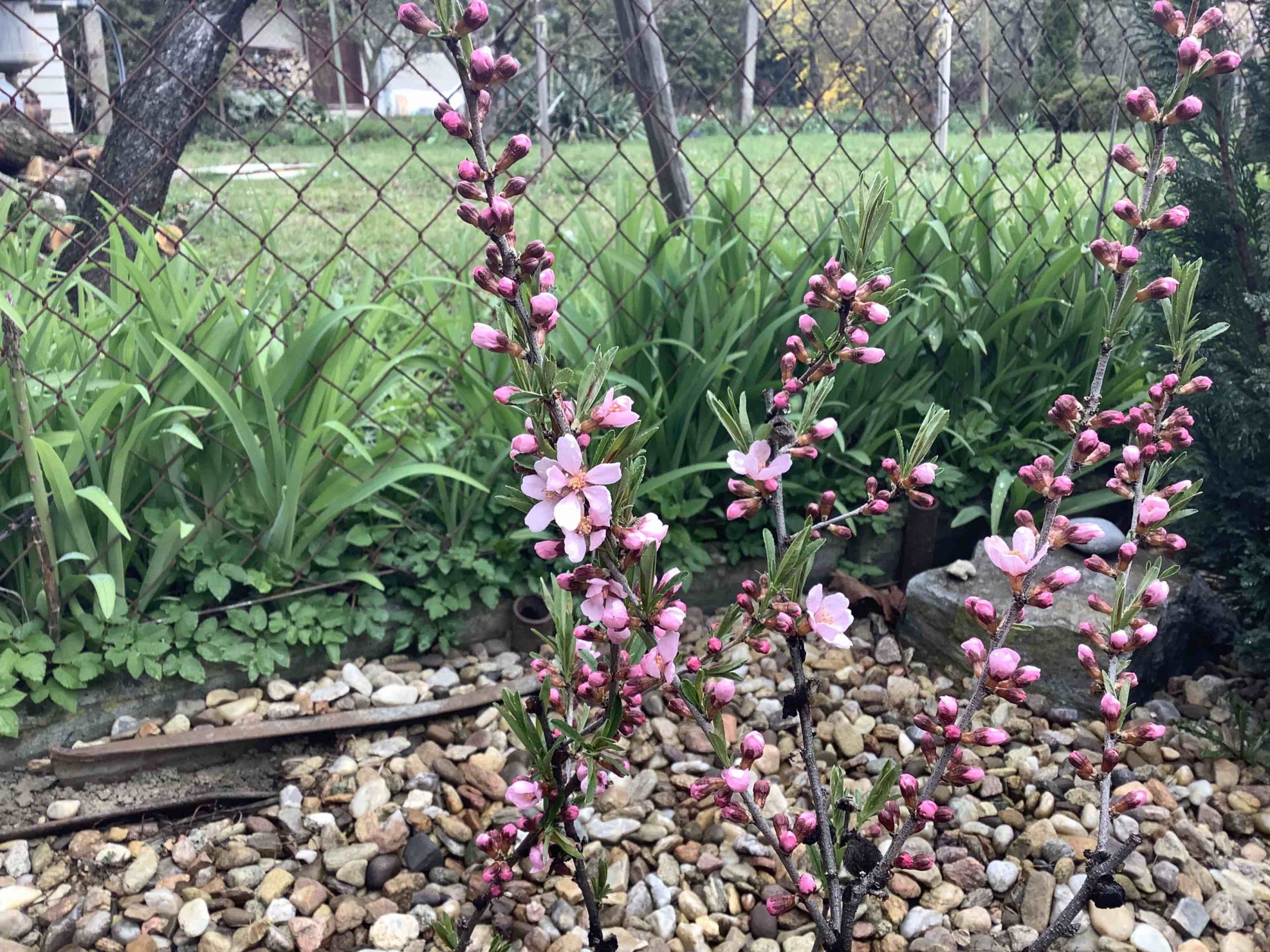 pink flowering branches