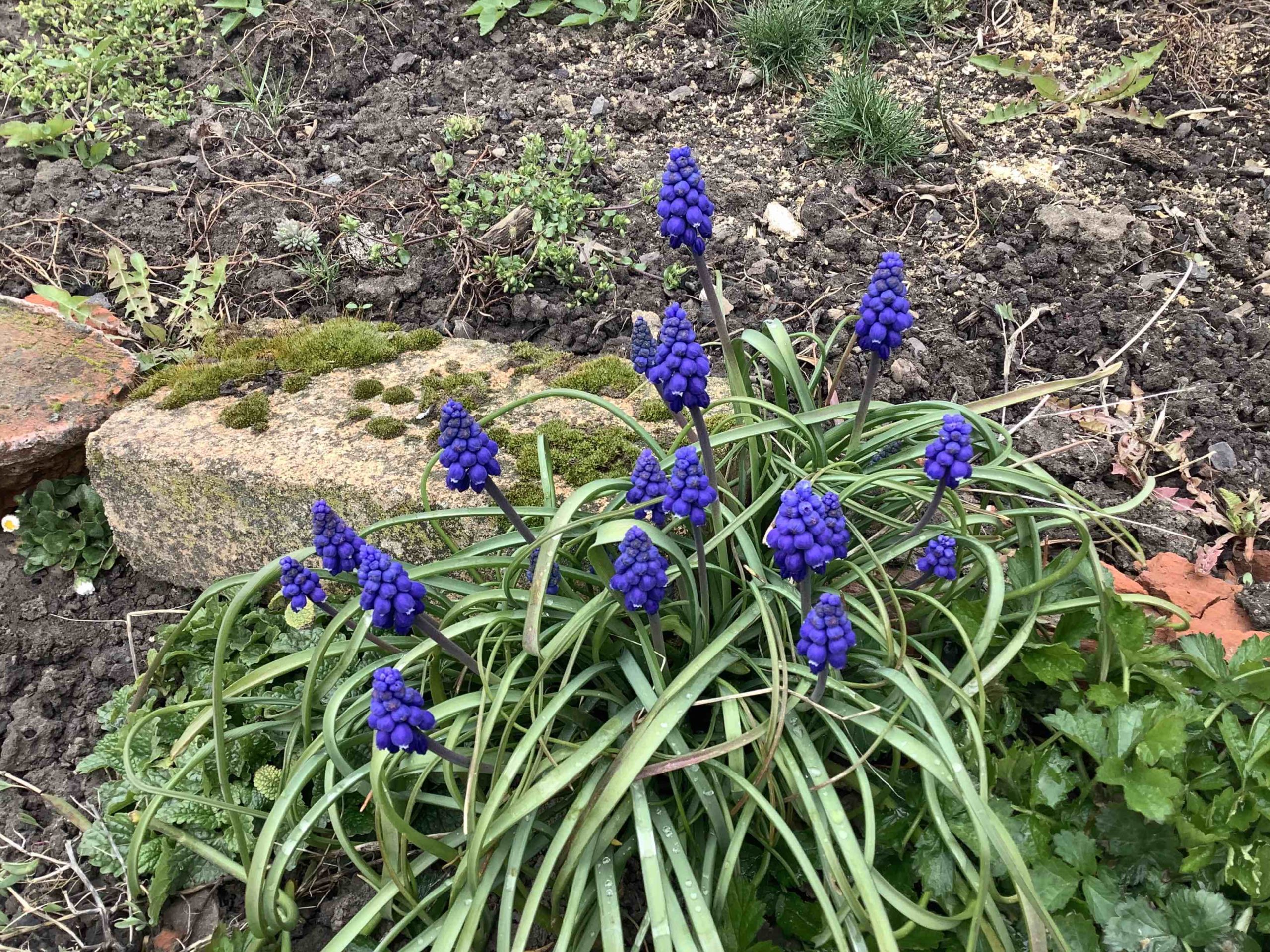 purple flower cluster