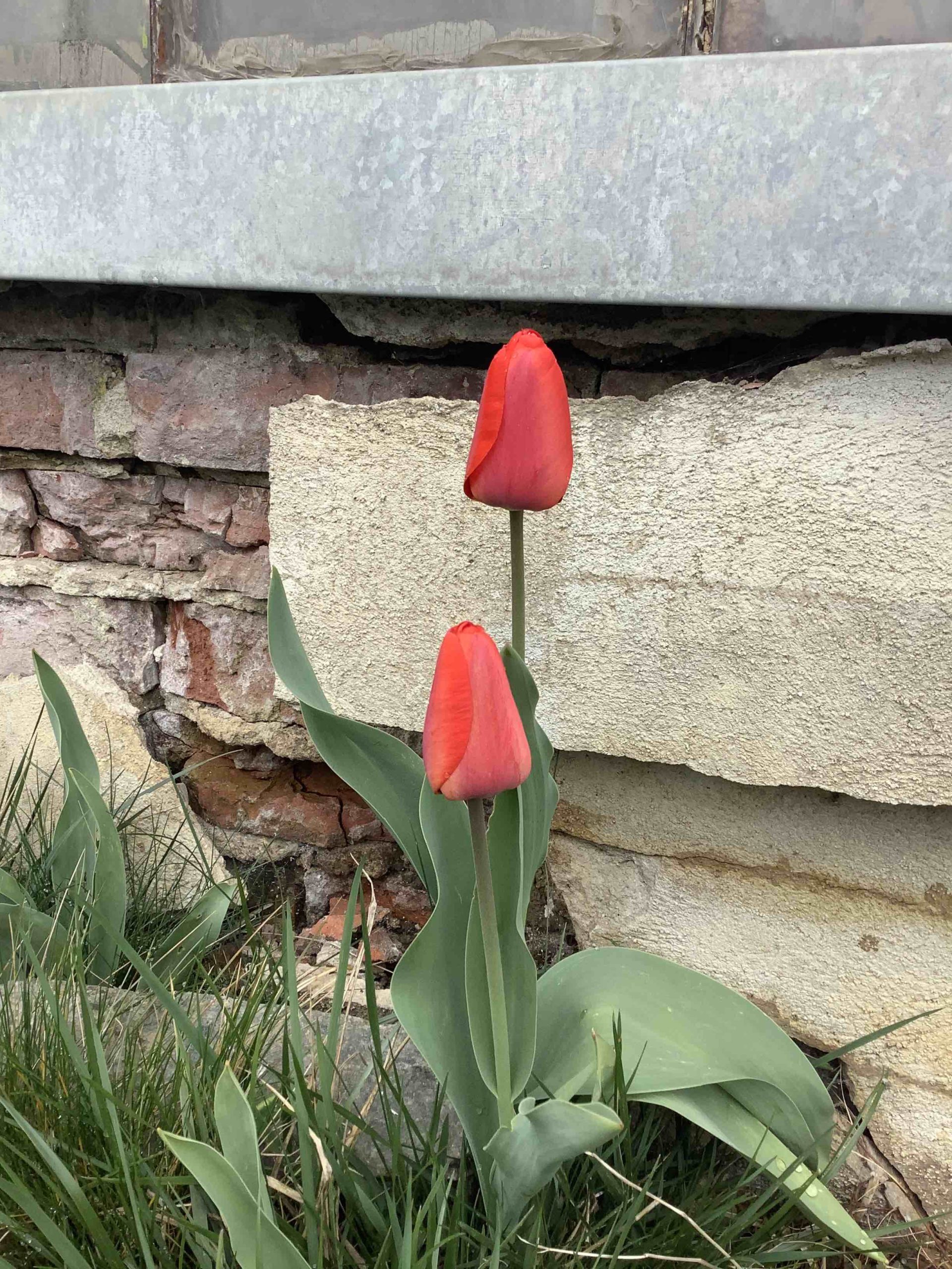 red tulips against wall