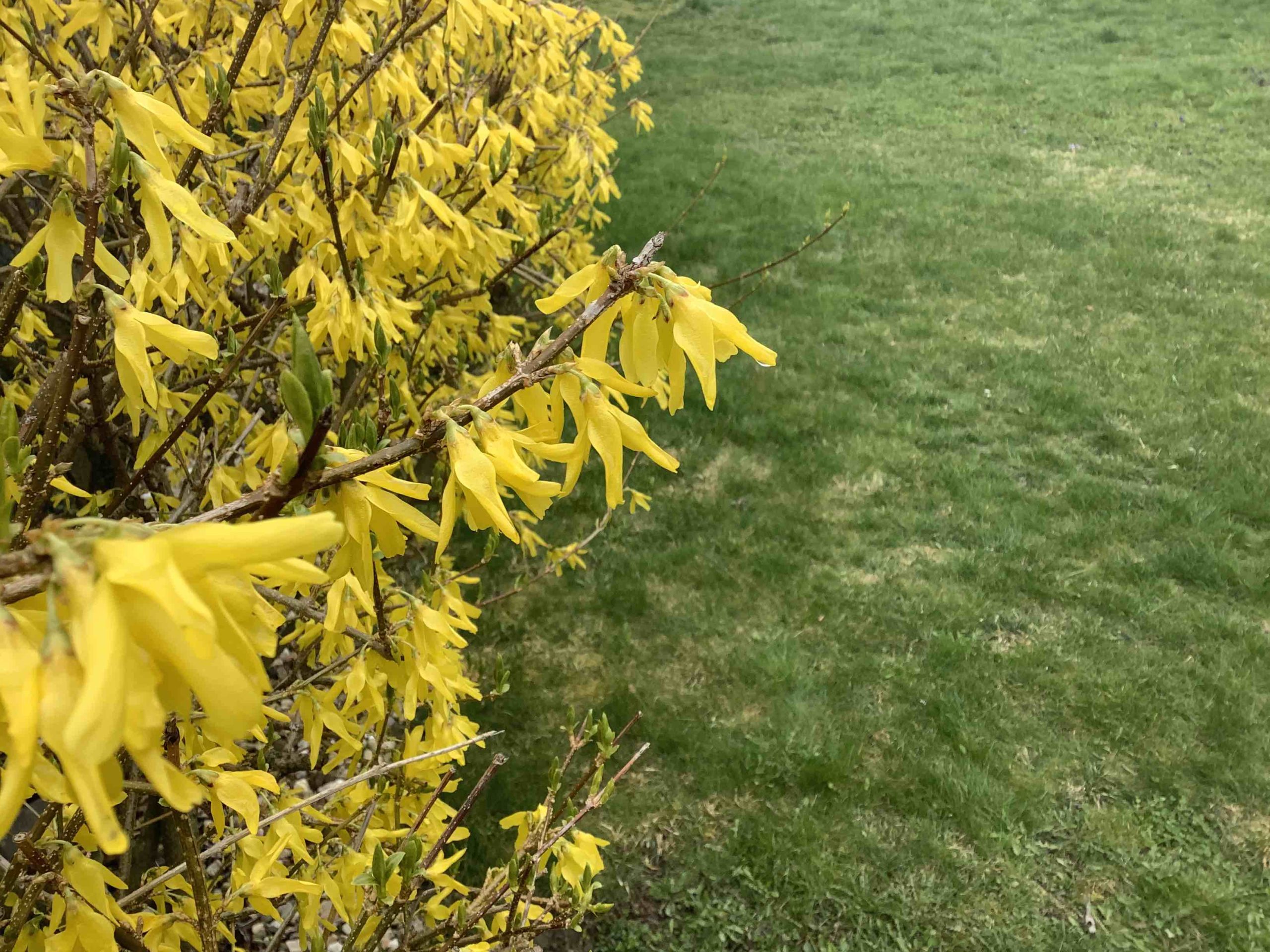 yellow flowering bush