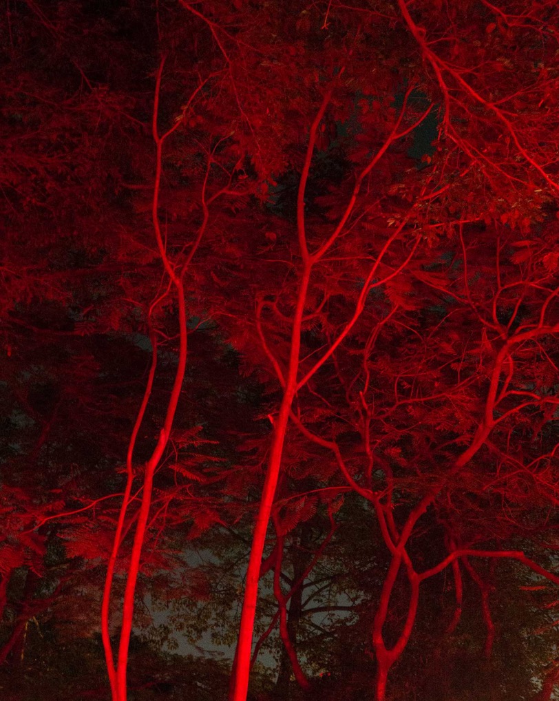 red forest trees