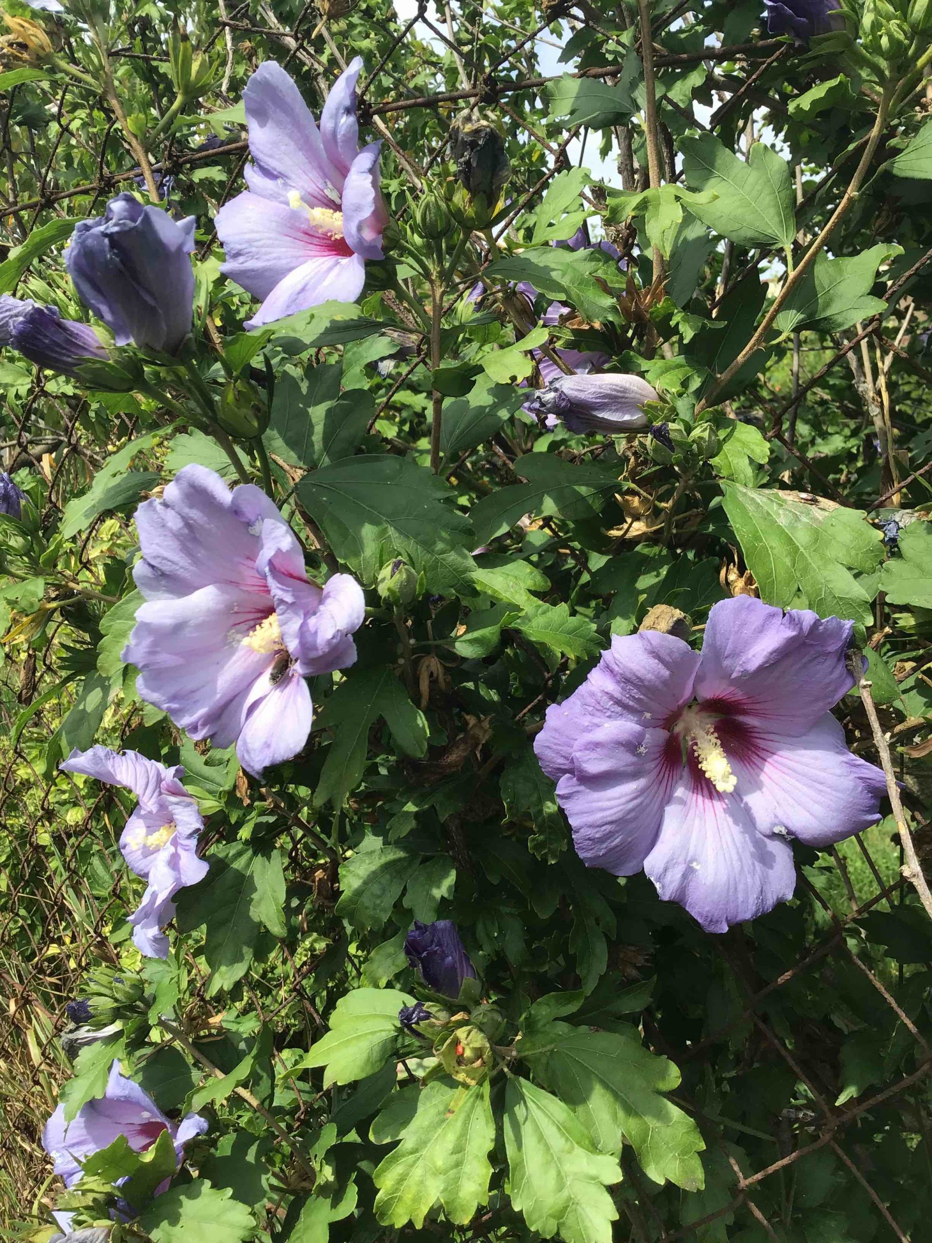 Foto z iPodu touch (2019)