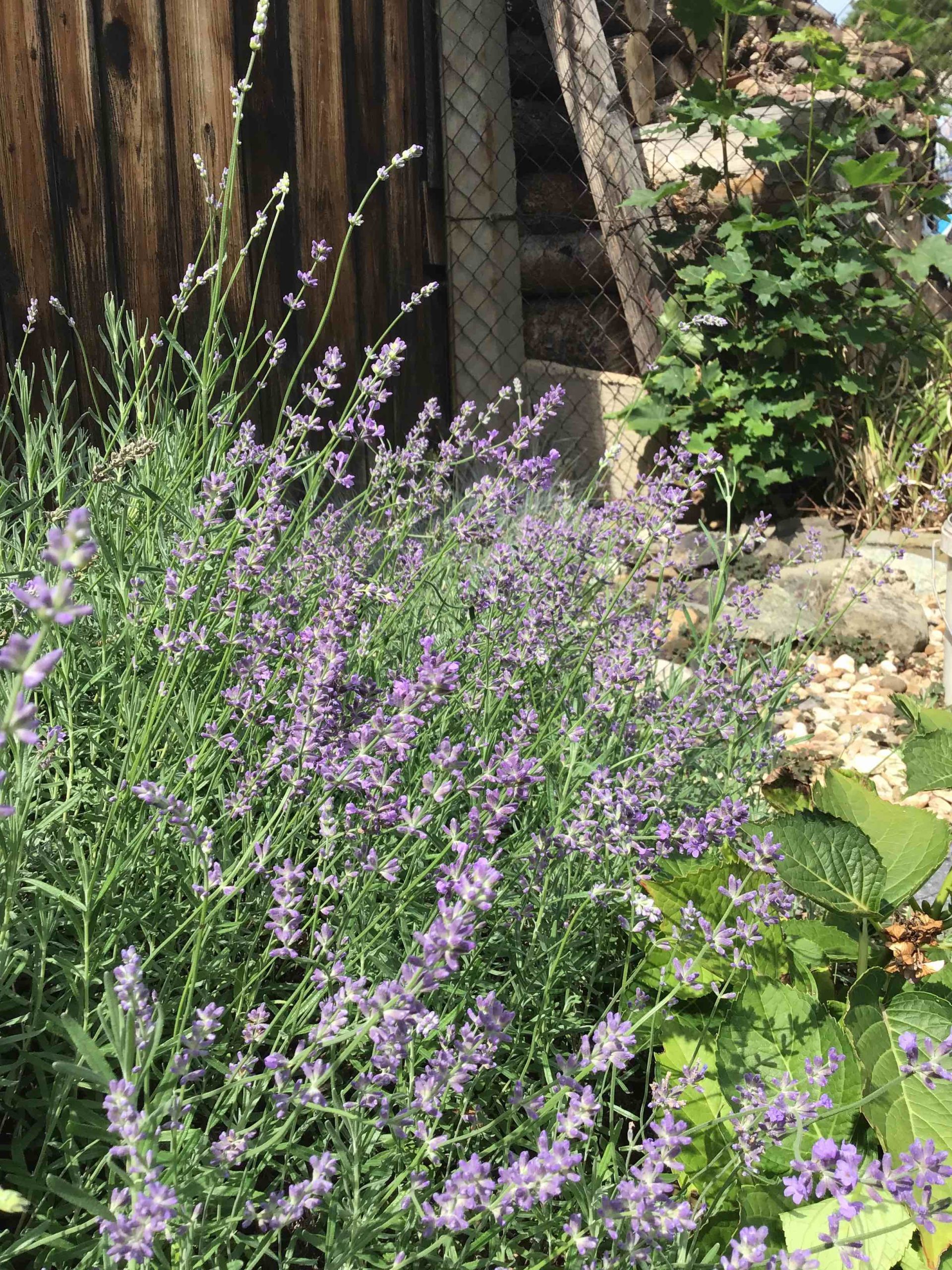 Foto z iPodu touch (2019)