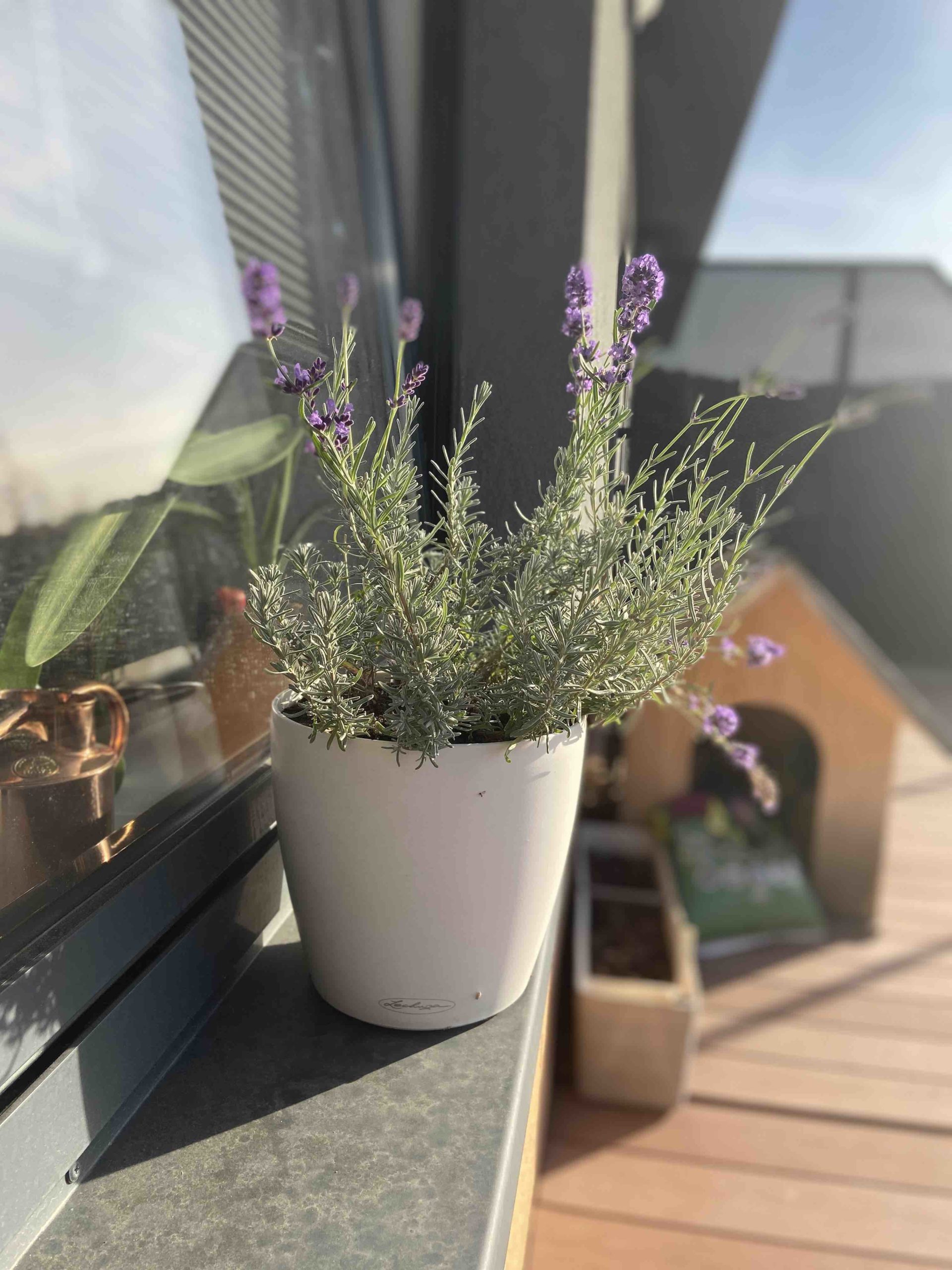 Fotka vyfocena na portretni rezim iPhonu 11