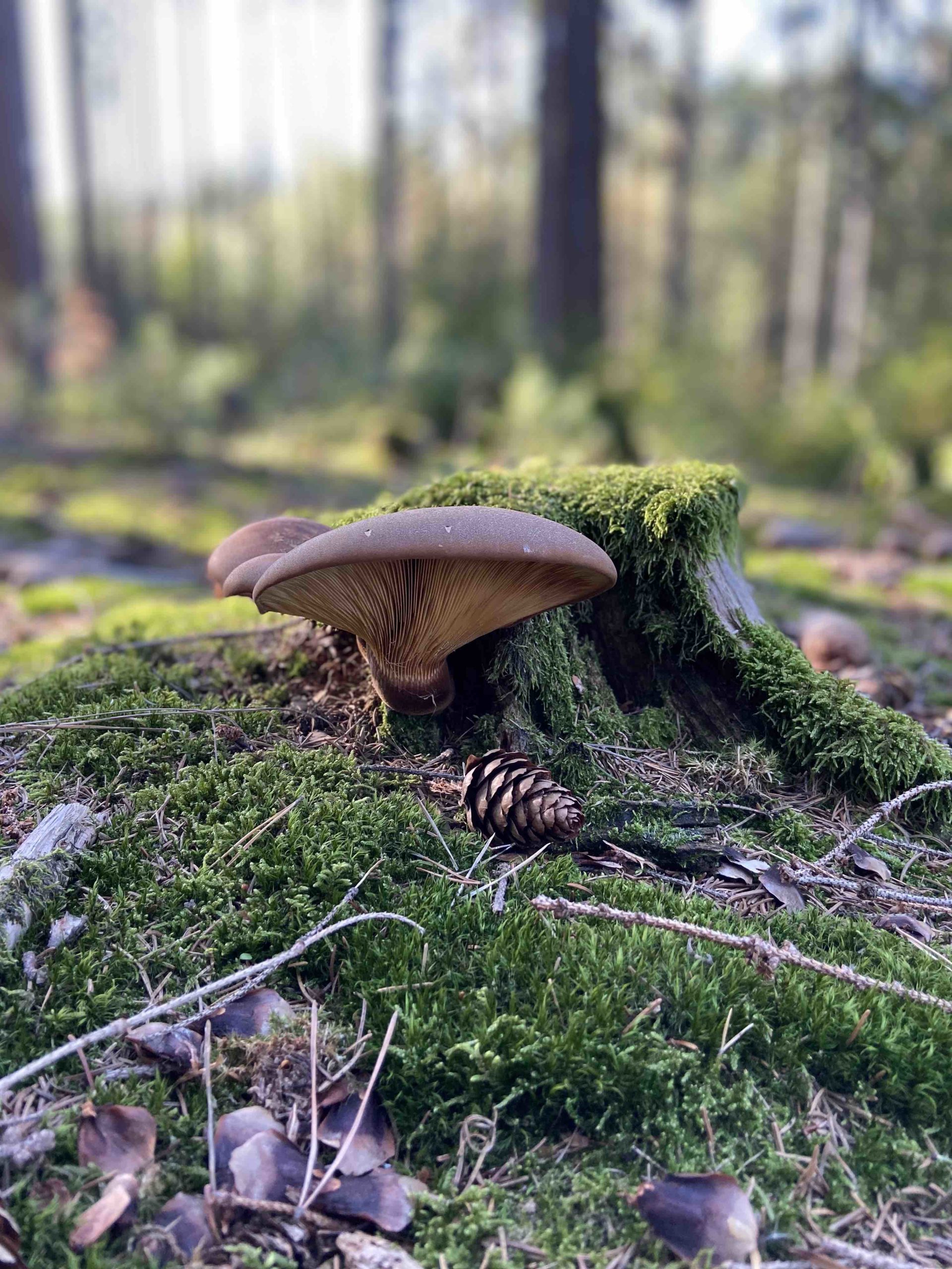 Portretni fotka focena na iPhone 11 v lese zachycujici houbu