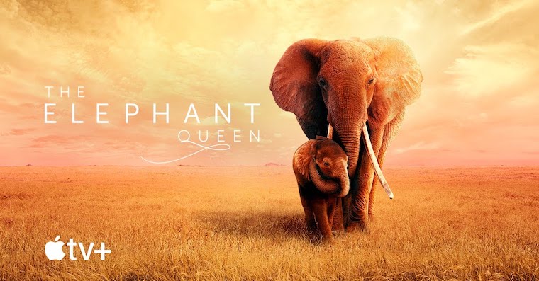 The Elephant Queen fb