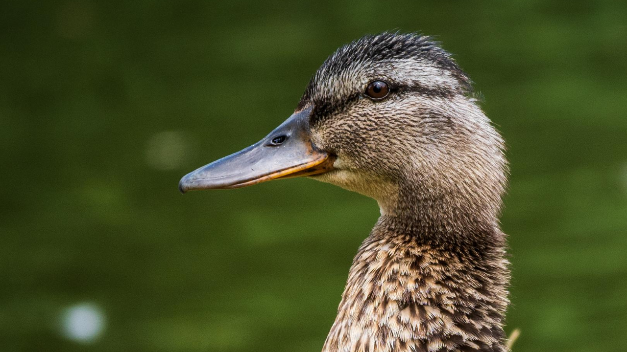 duck closeup