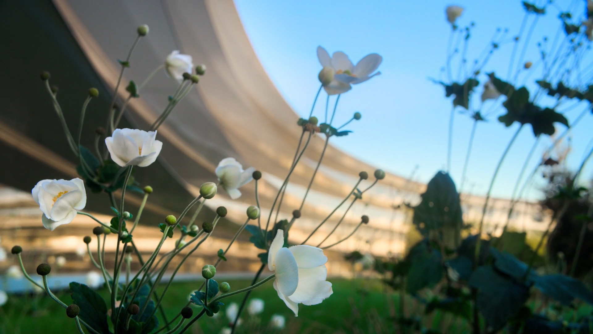 flowers near building