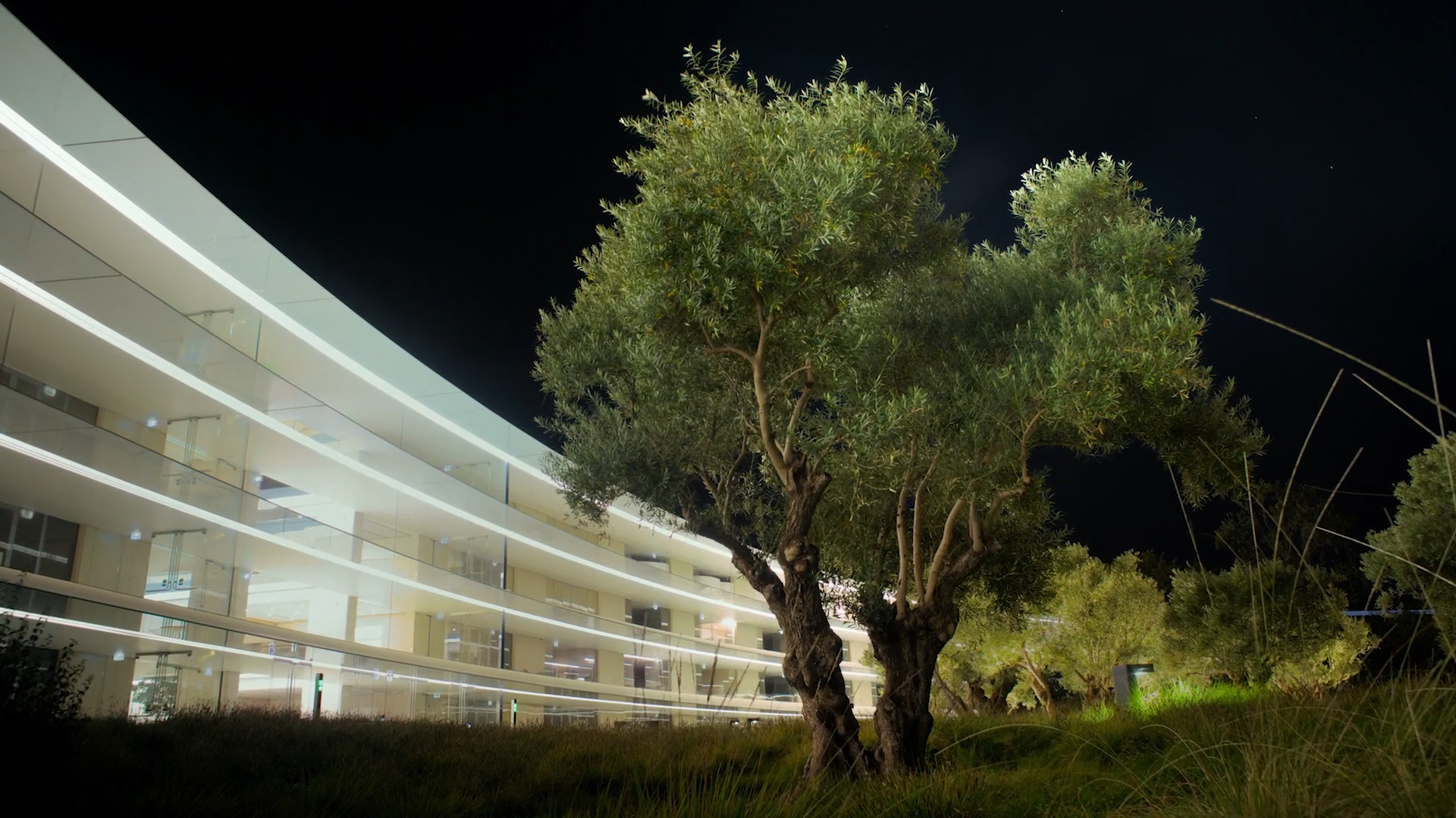 night view campus trees