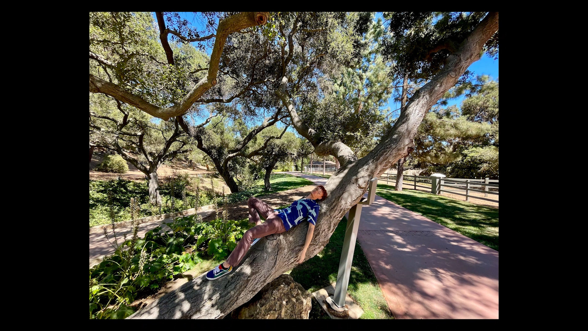 person relaxing on tree