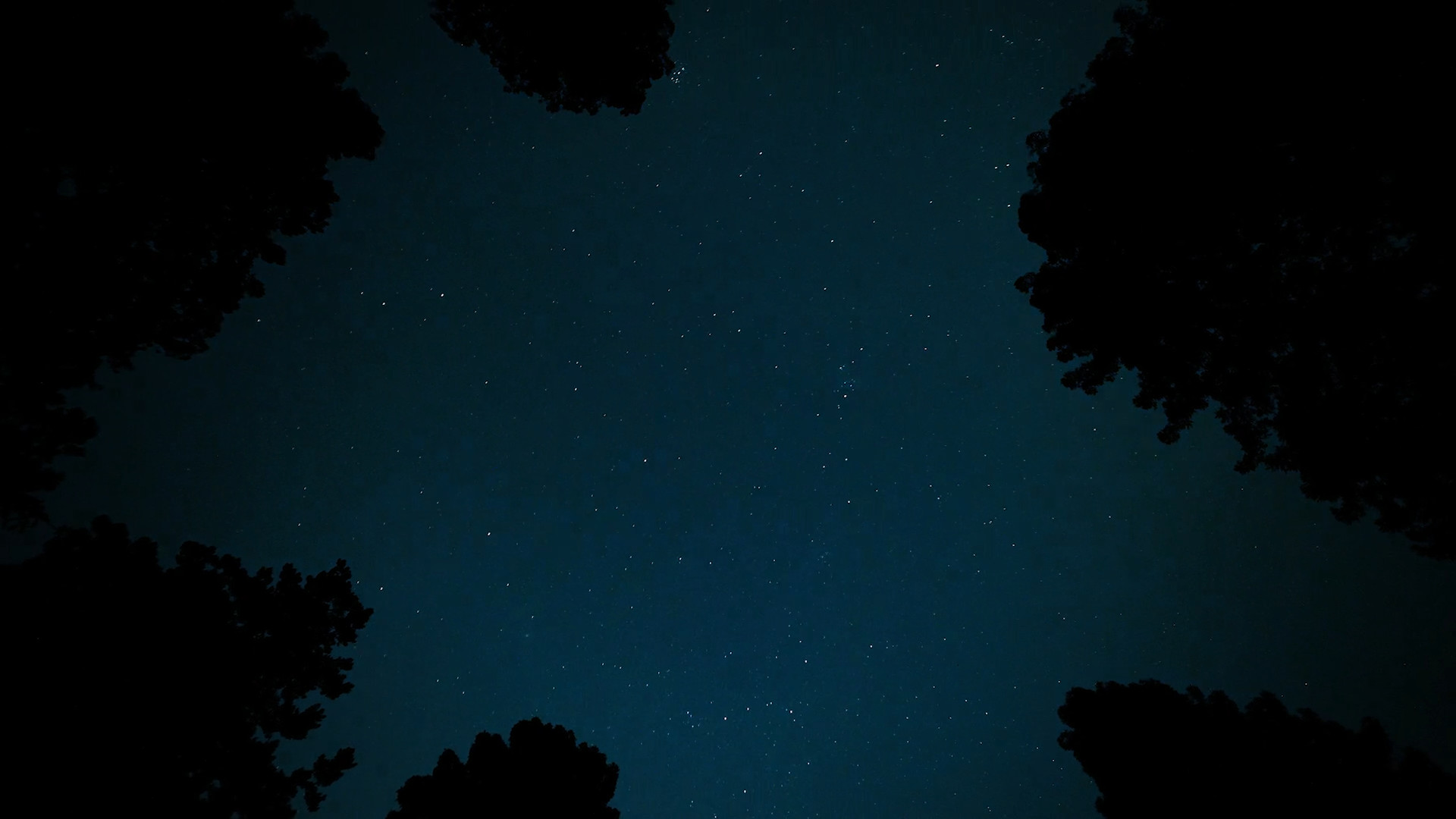 starry sky through trees