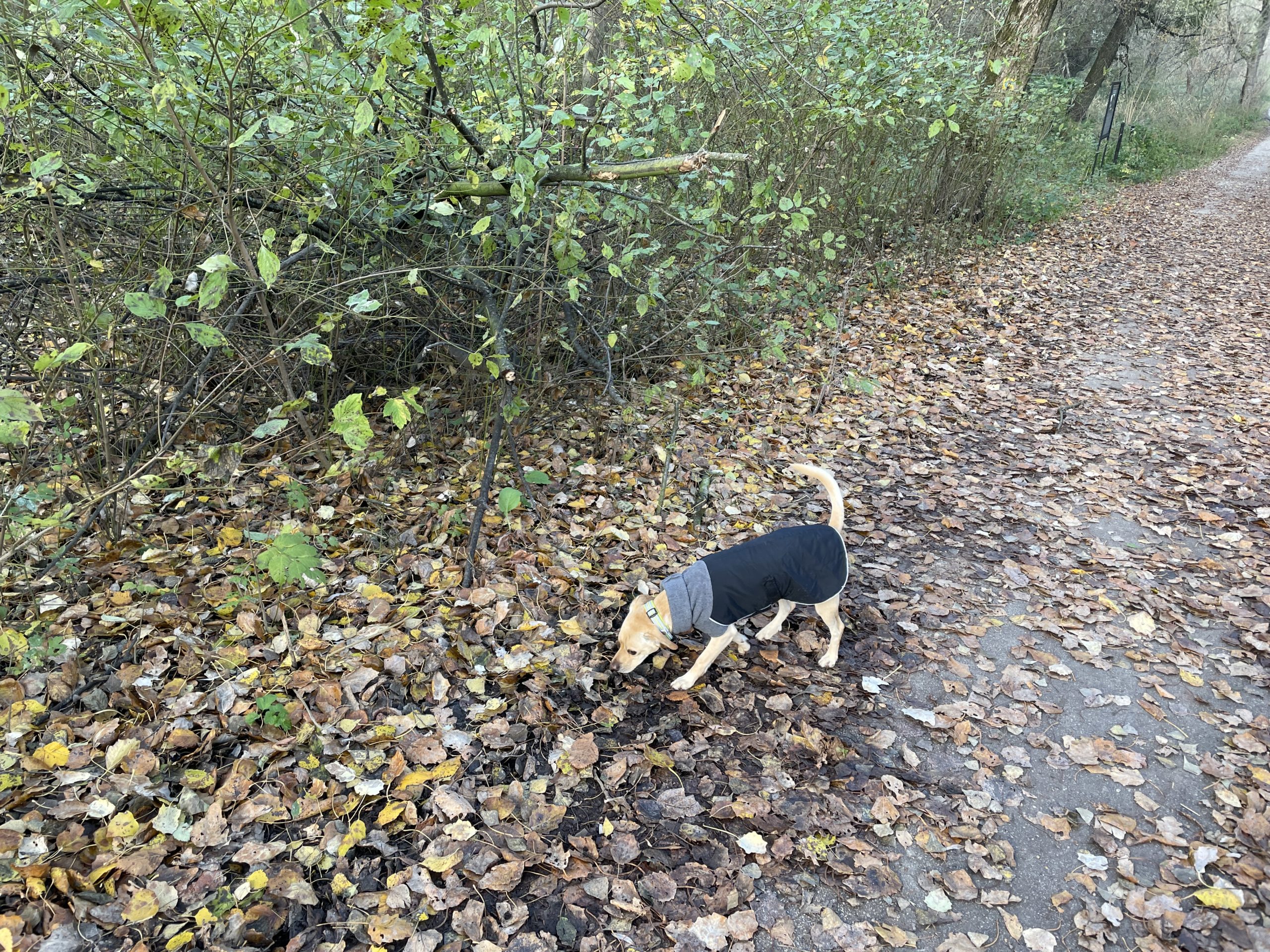 dog in jacket on leaf covered path