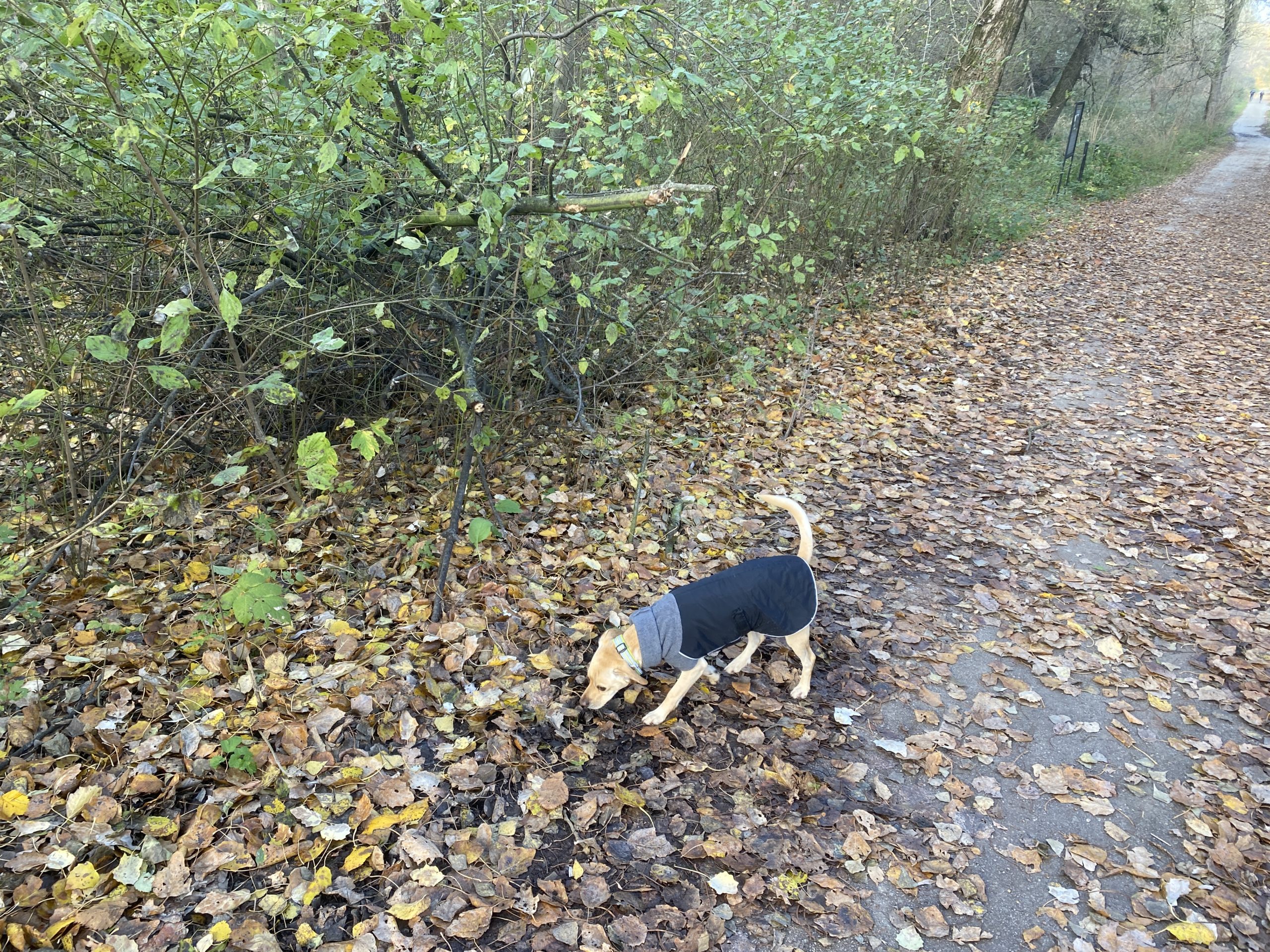 dog walking in autumn forest
