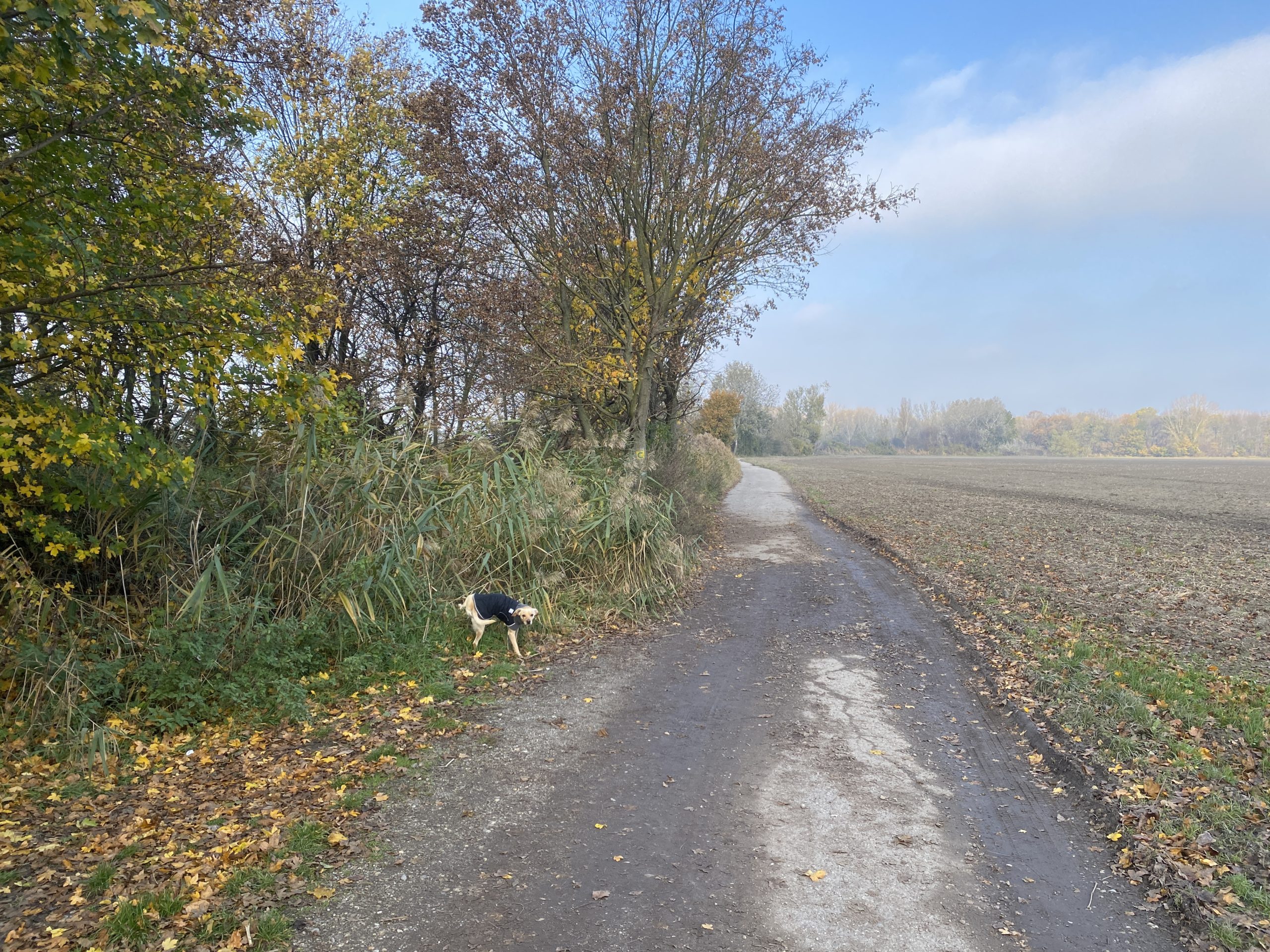 iPhone 11 Pro foto test 1