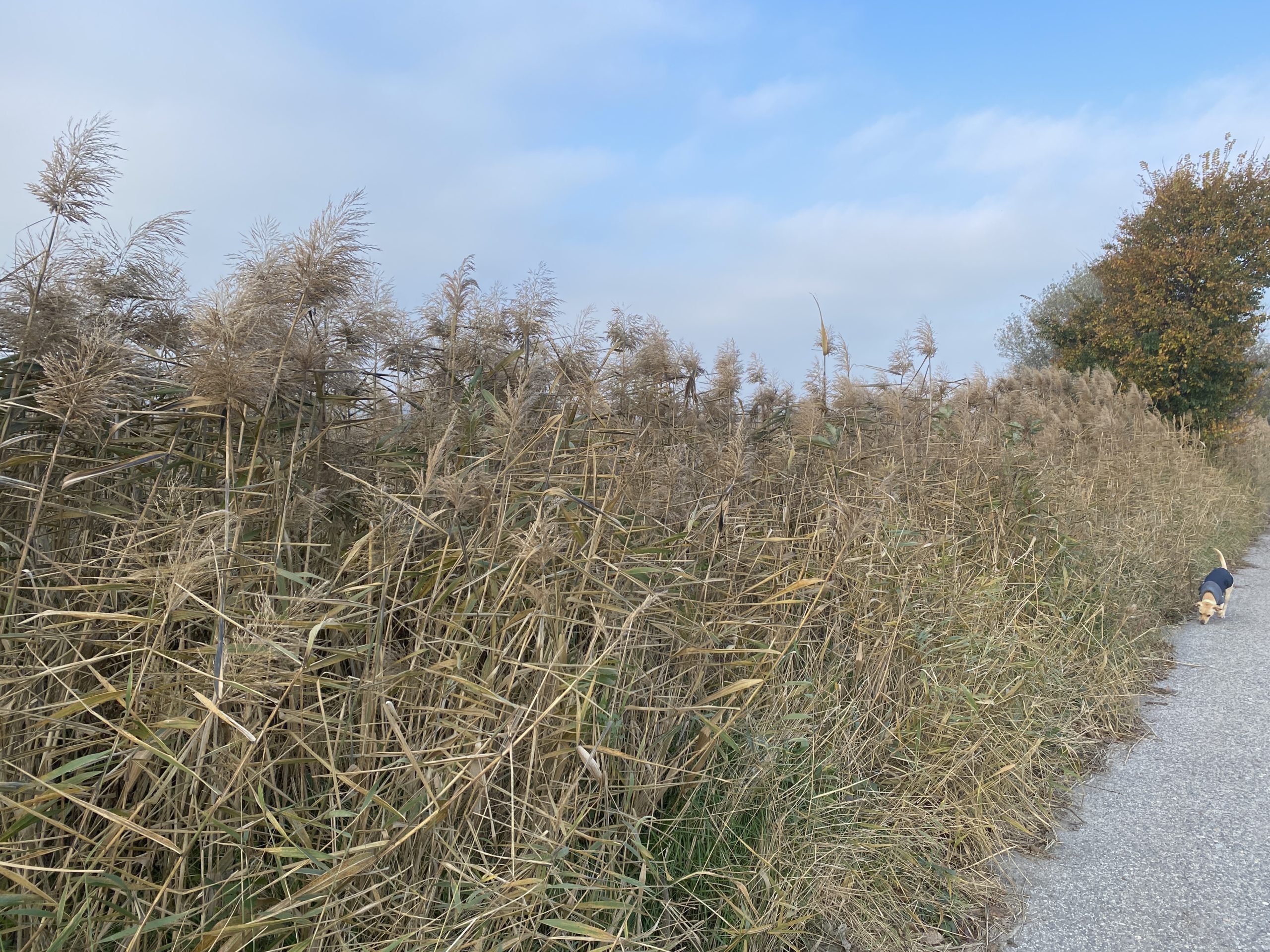 iPhone 11 Pro foto test 2