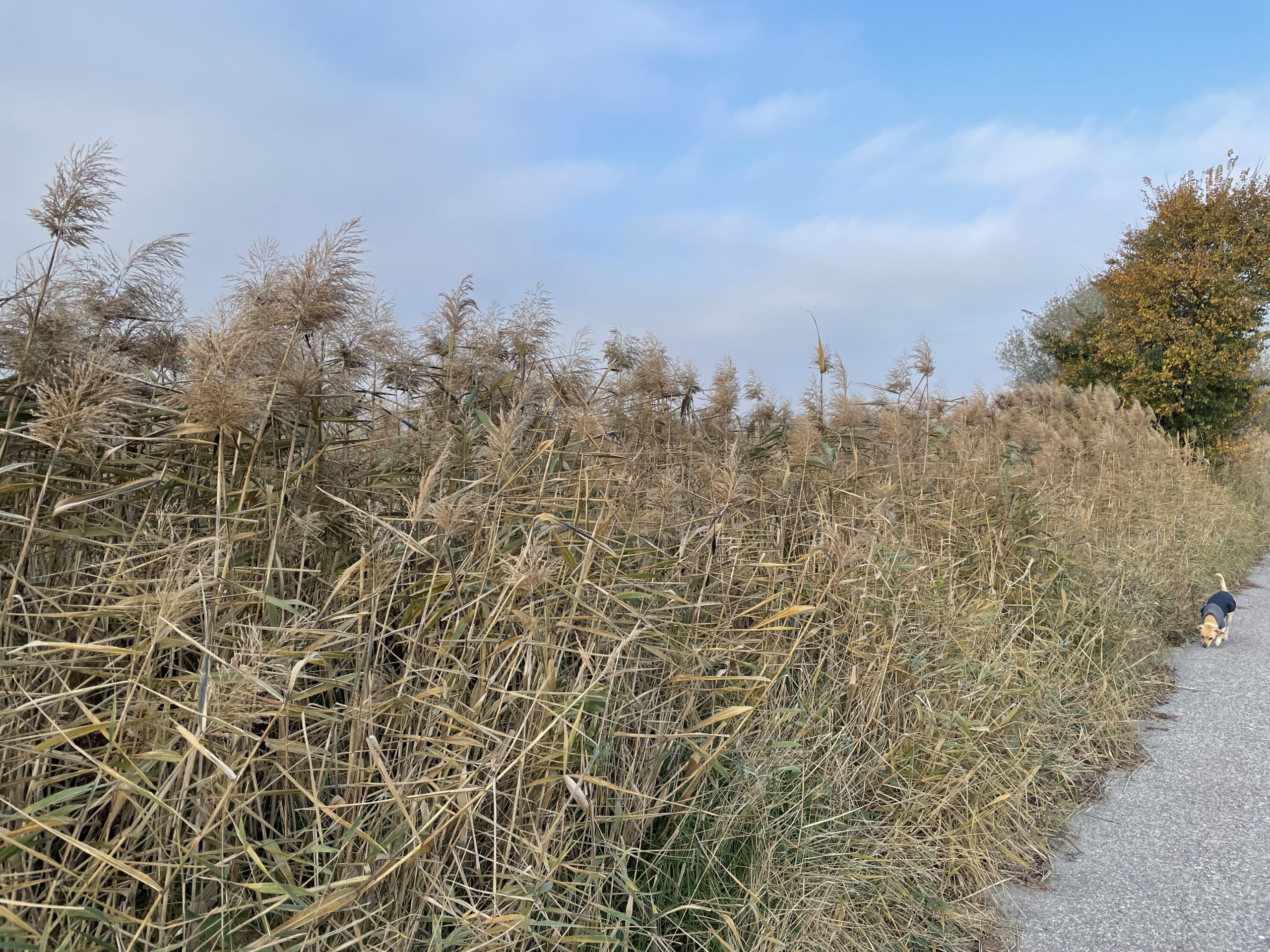 iPhone 12 Pro test 2