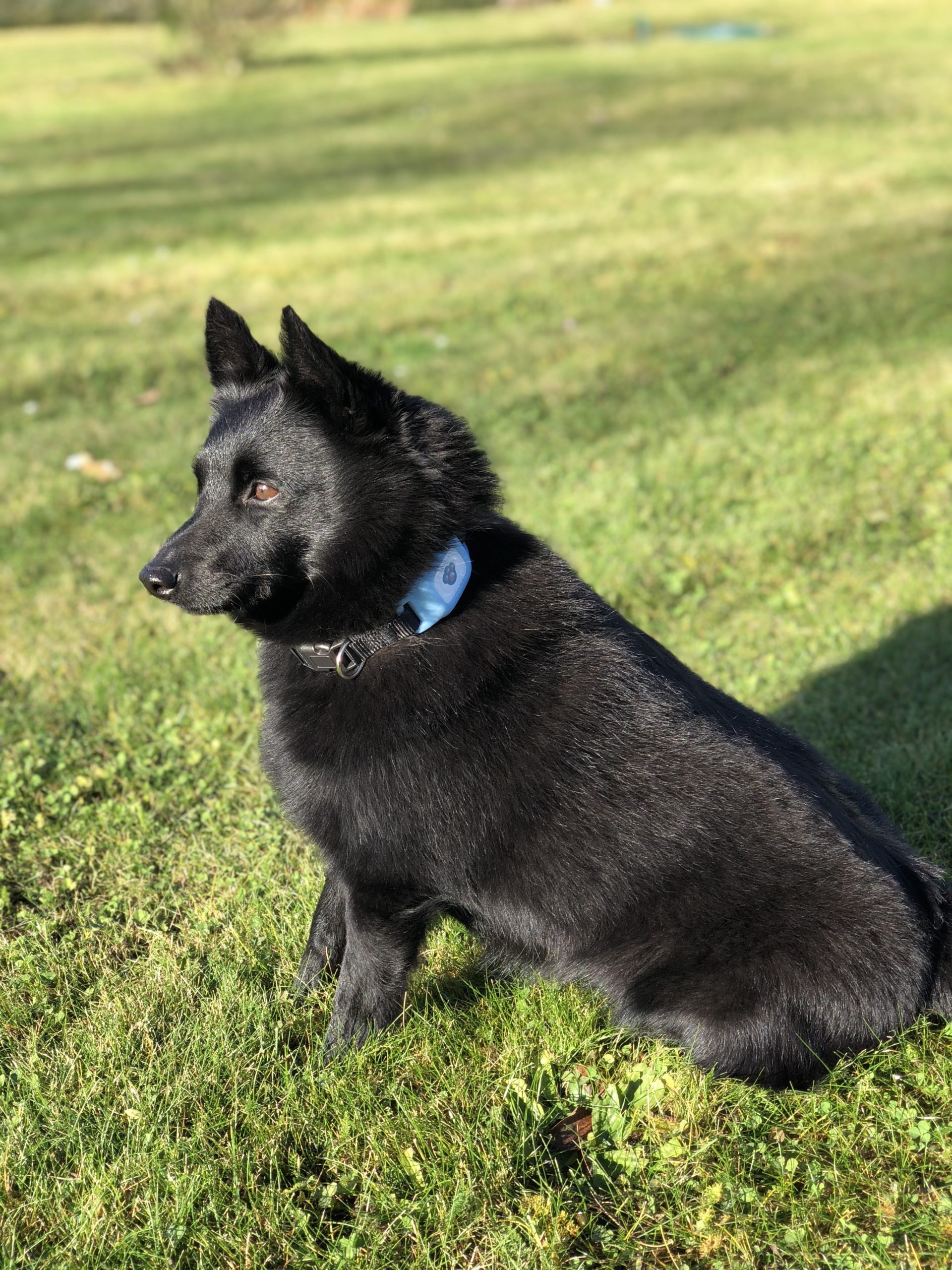 rex