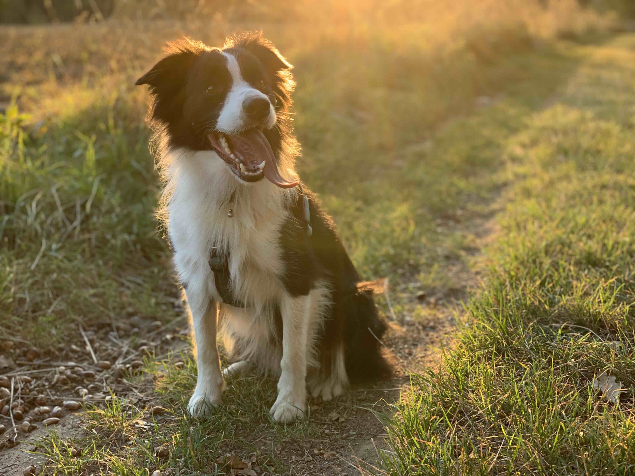 Nejlepší aplikace pro pejskaře