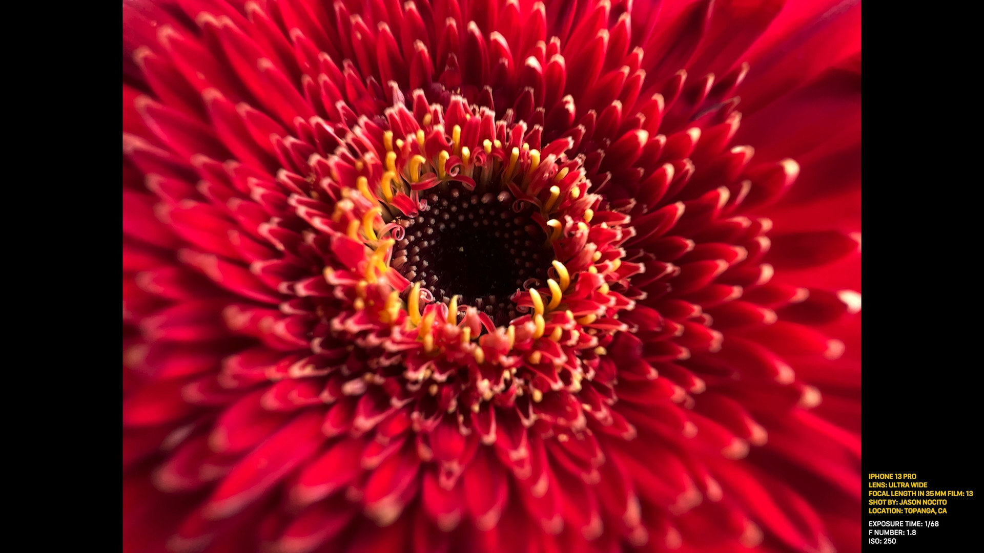 closeup red flower center
