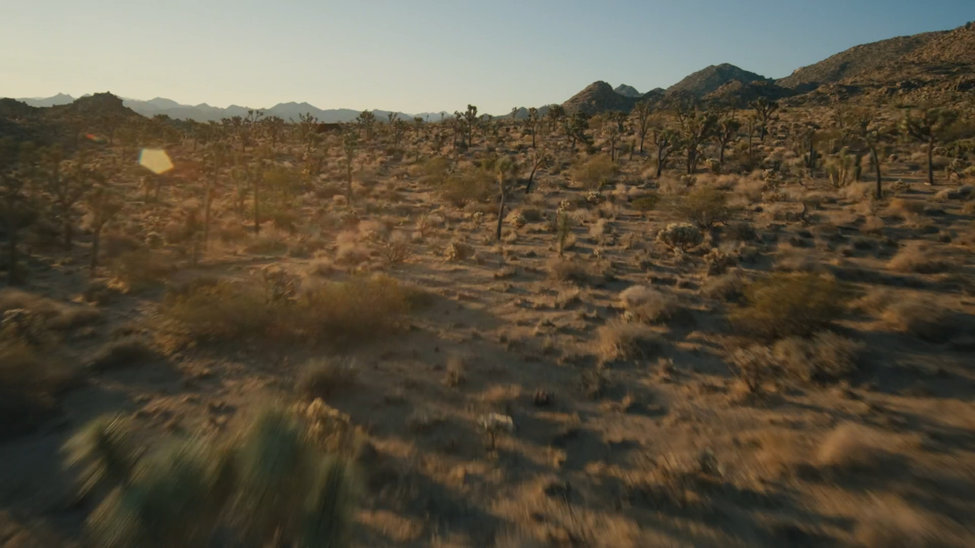 desert landscape joshua trees