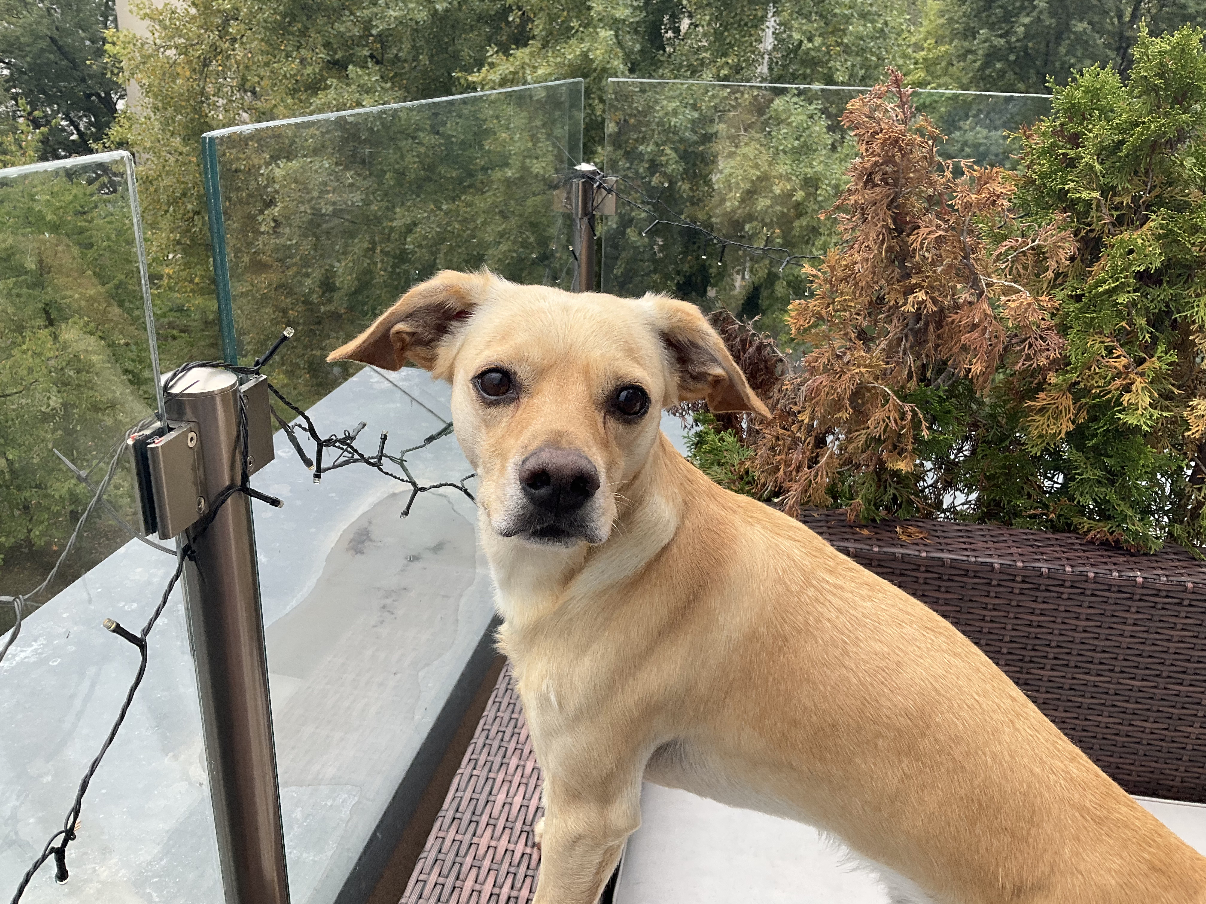 dog on balcony with glass railing