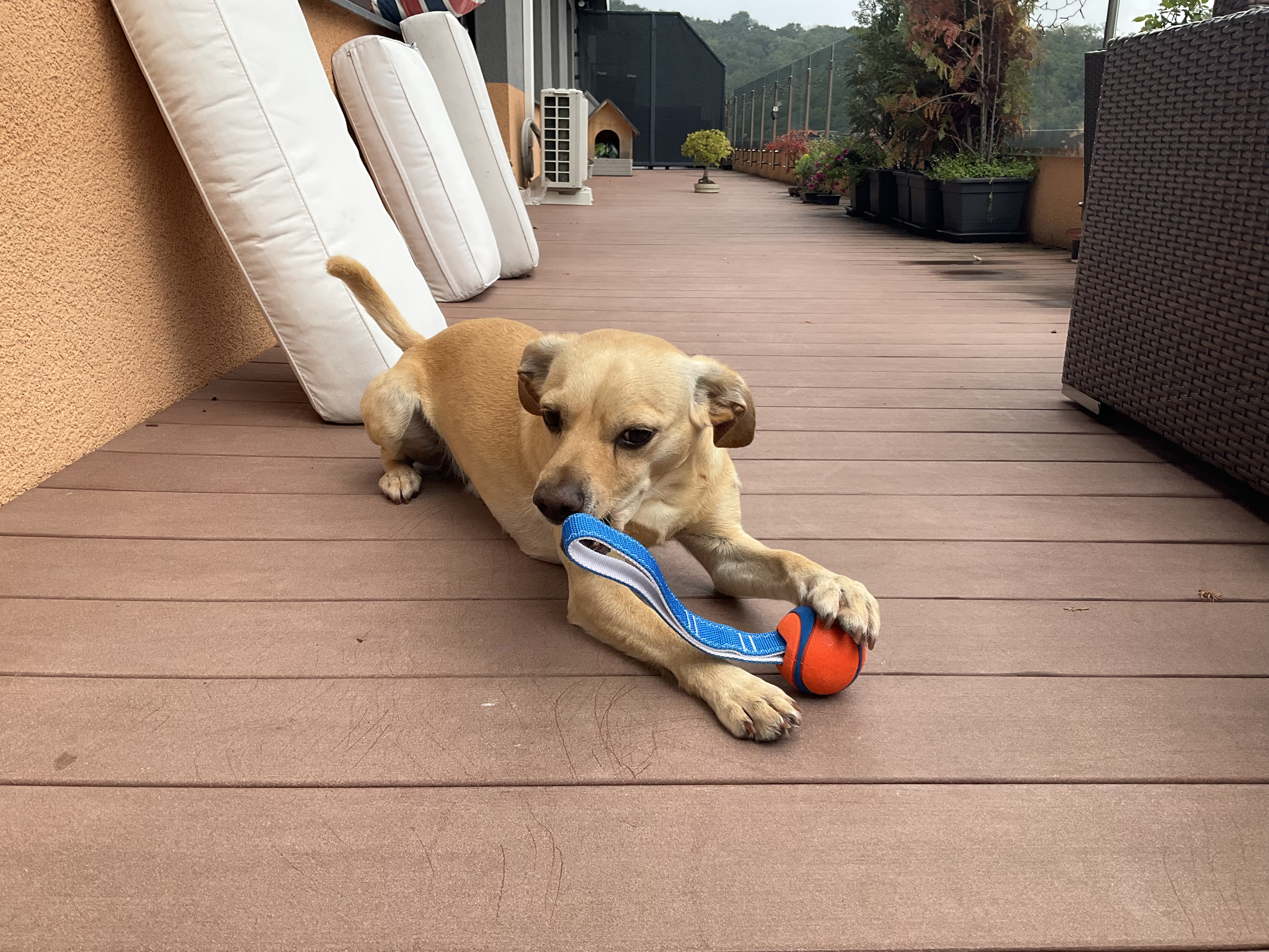 dog playing with toy on deck