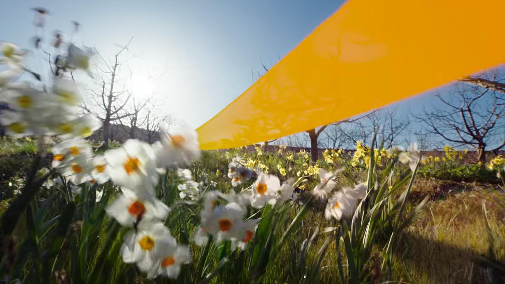 flowers with orange ribbon