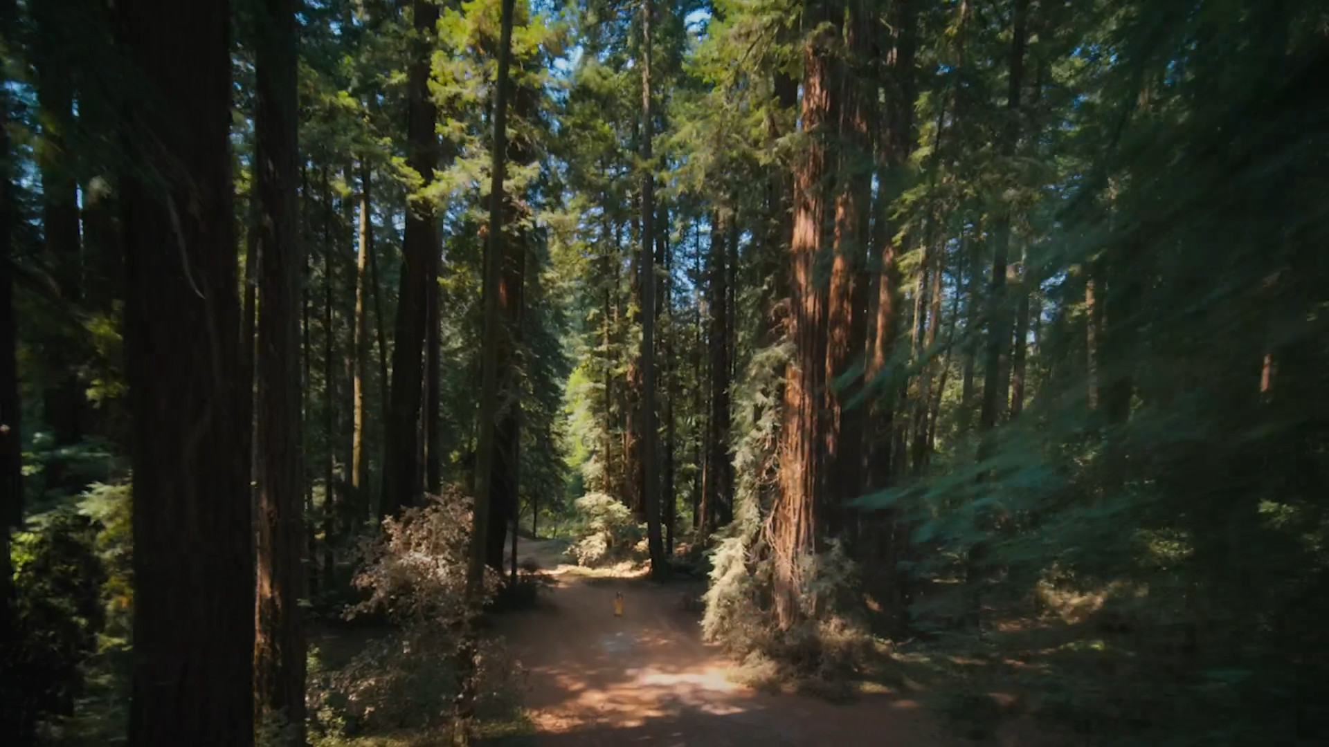 forest path tall trees