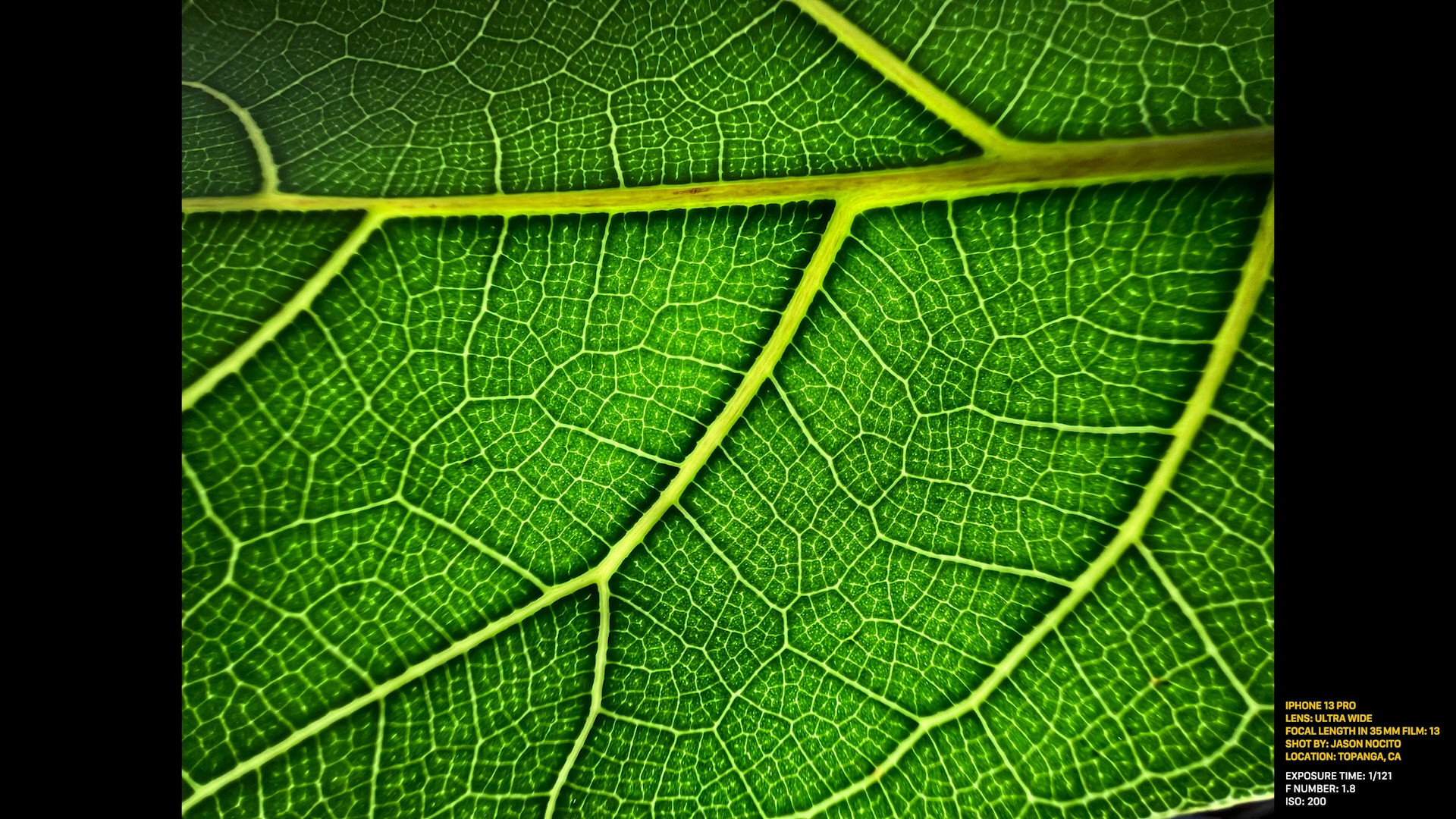 green leaf veins closeup