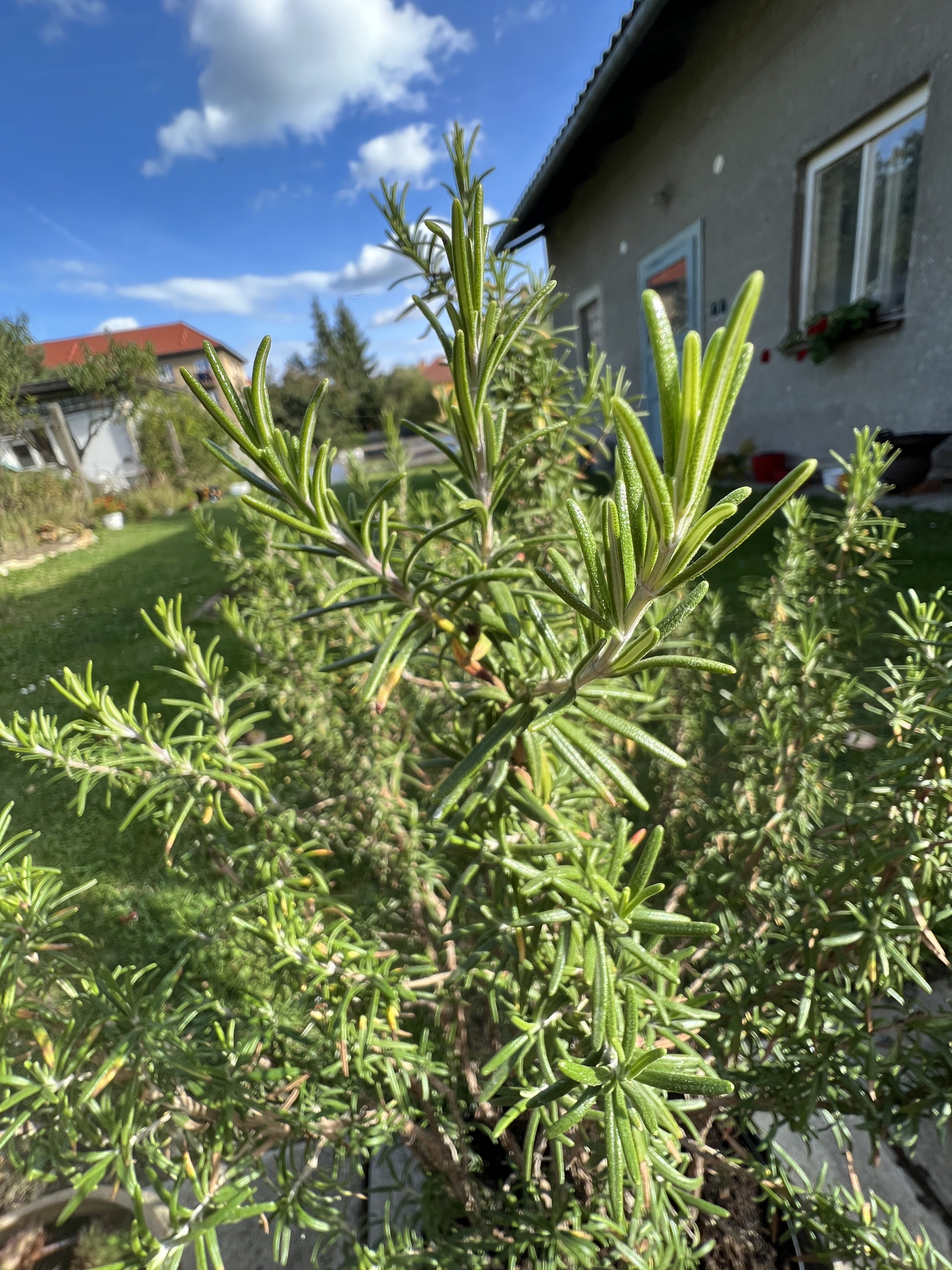 iPhone 13 Pro Max makro