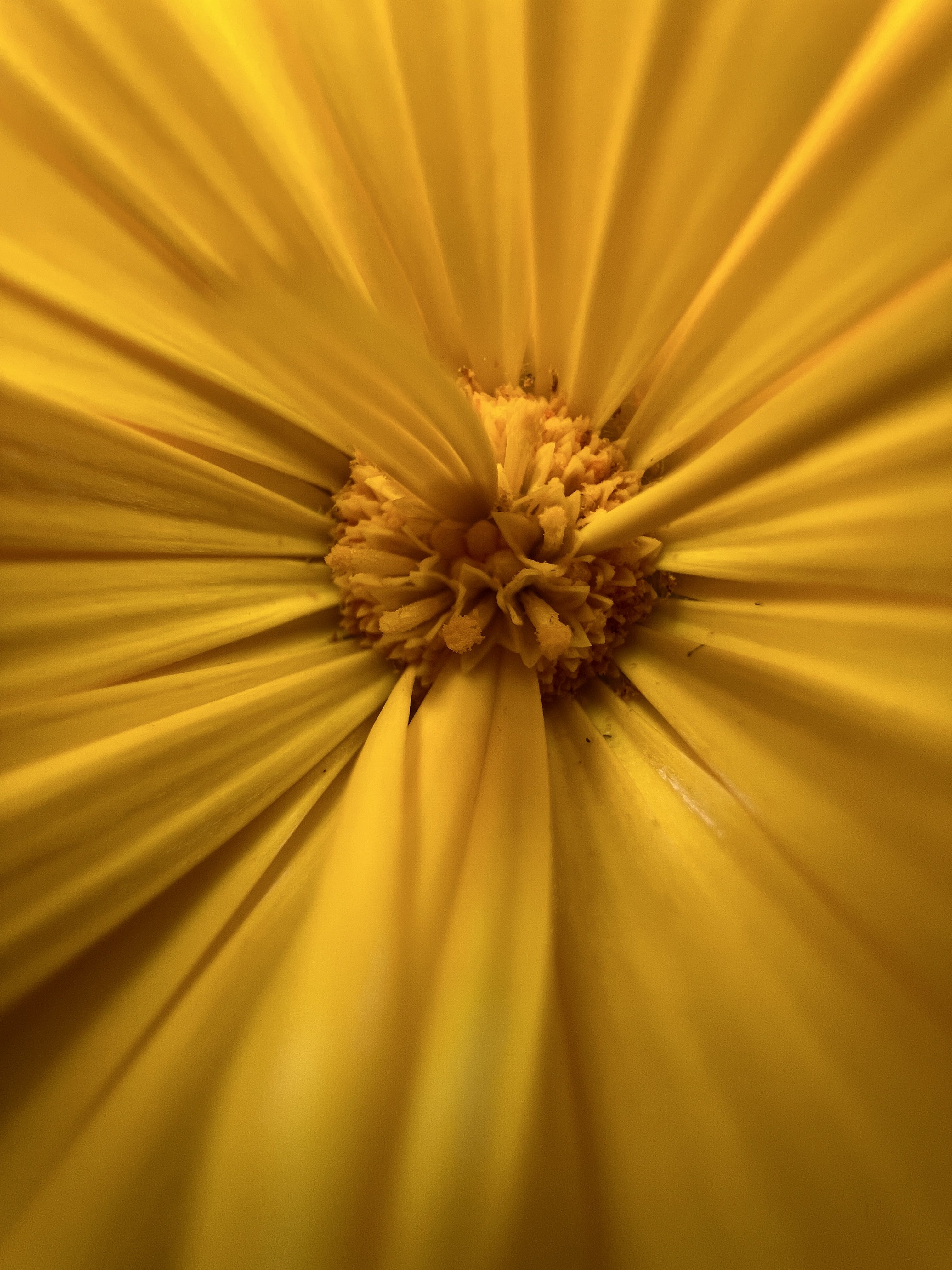 iPhone 13 Pro Max makro