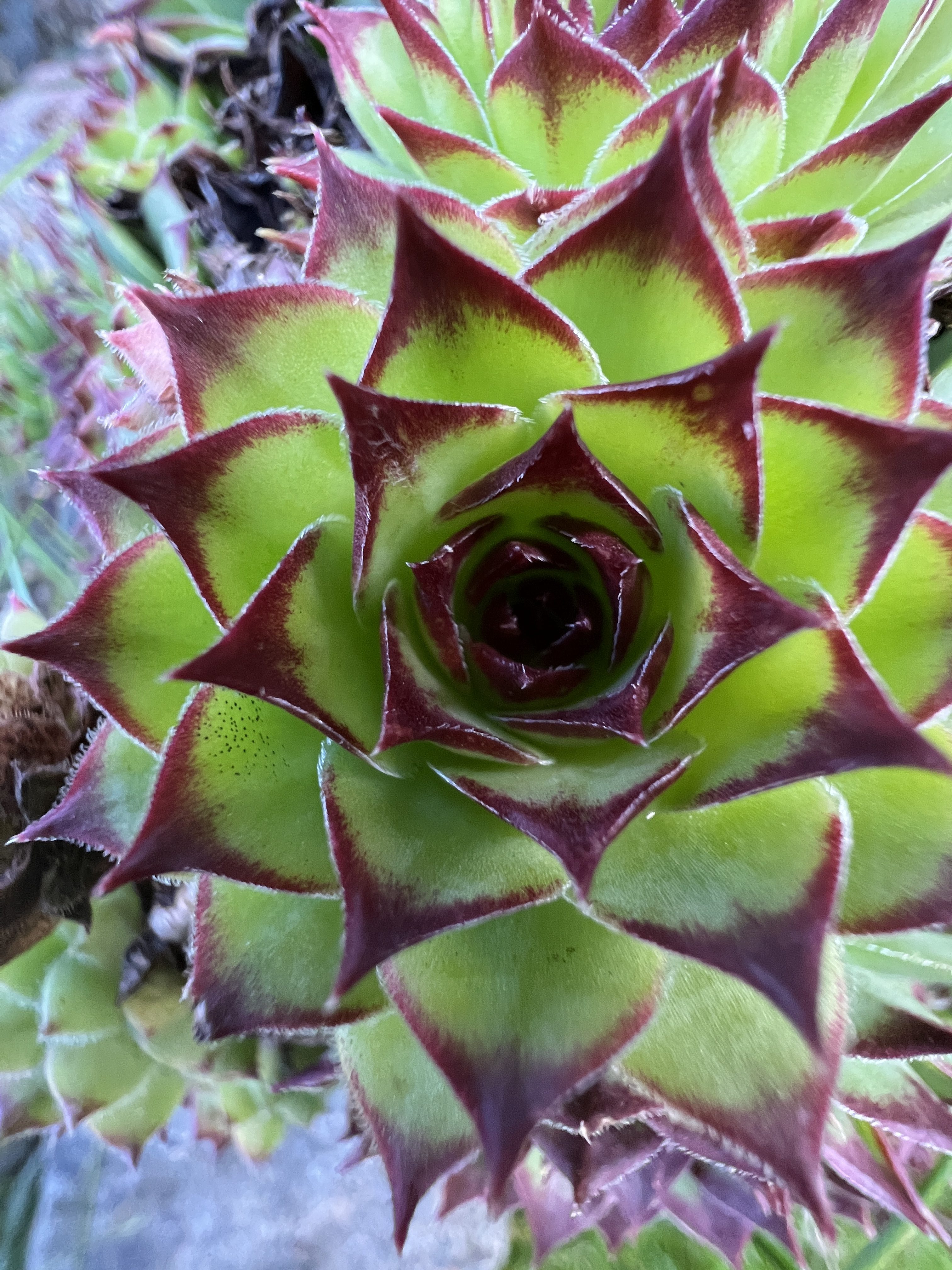 iPhone 13 Pro Max makro