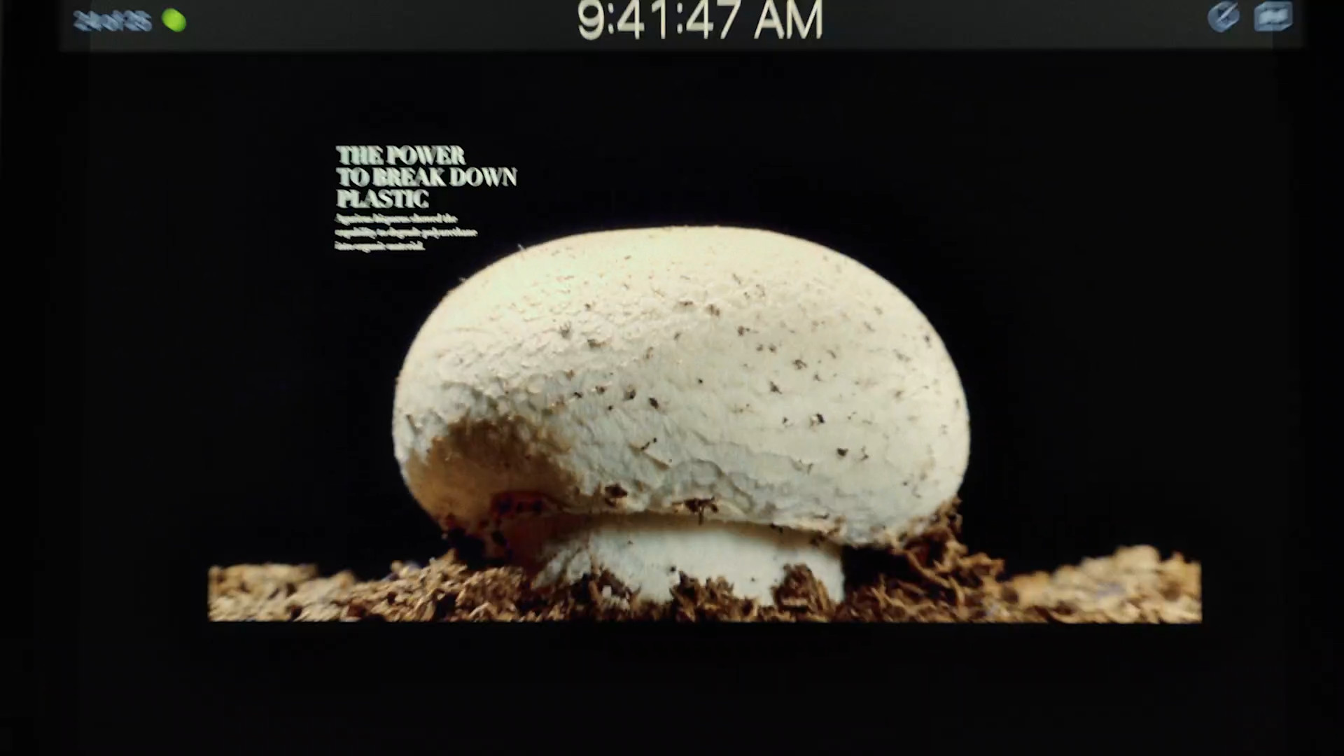 mushroom breakdown plastic