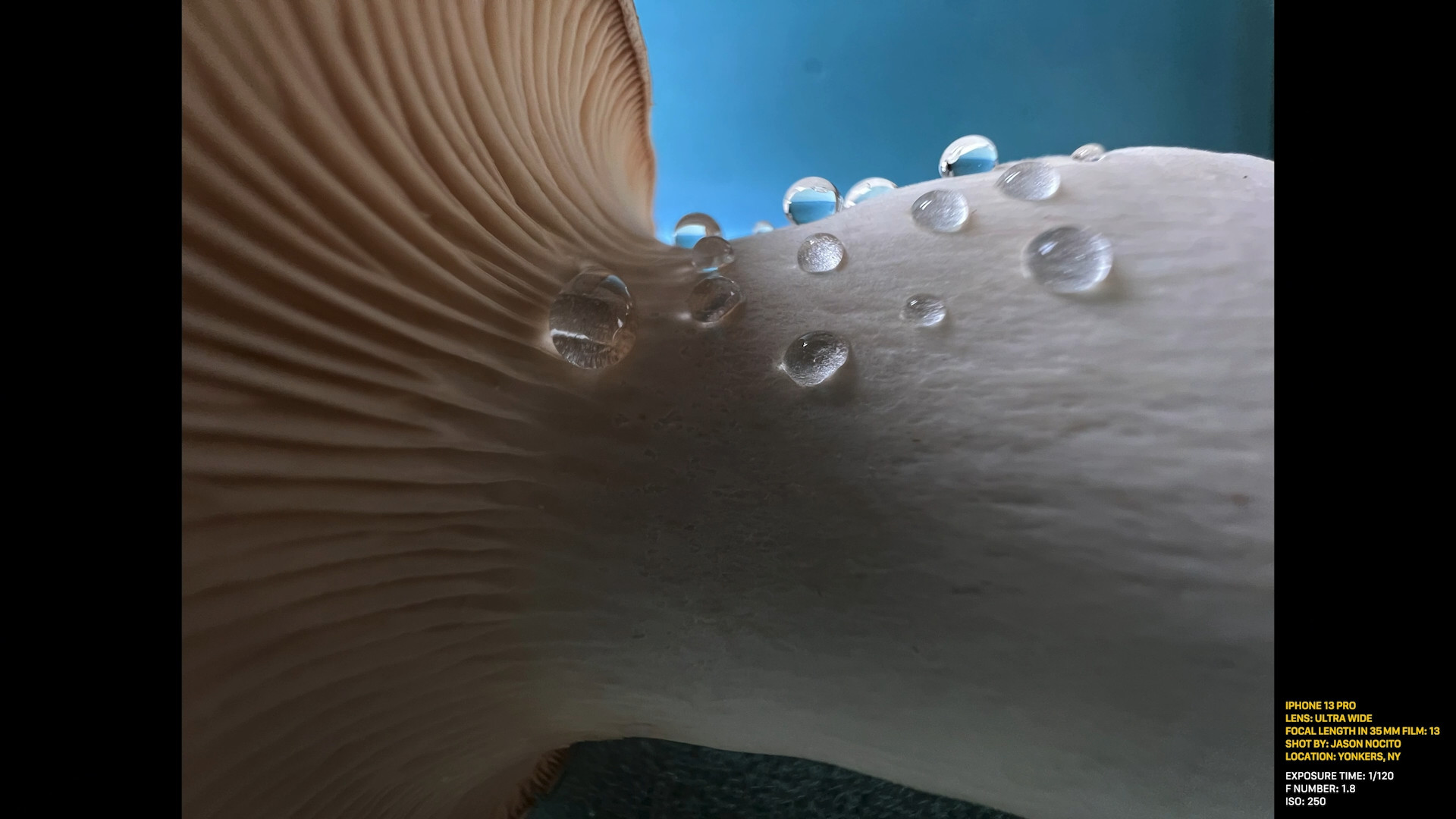 mushroom with water droplets
