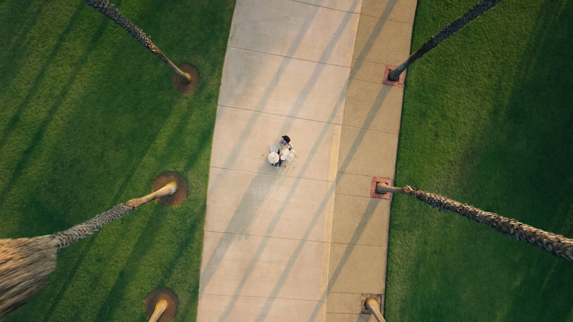 overhead pathway palm trees