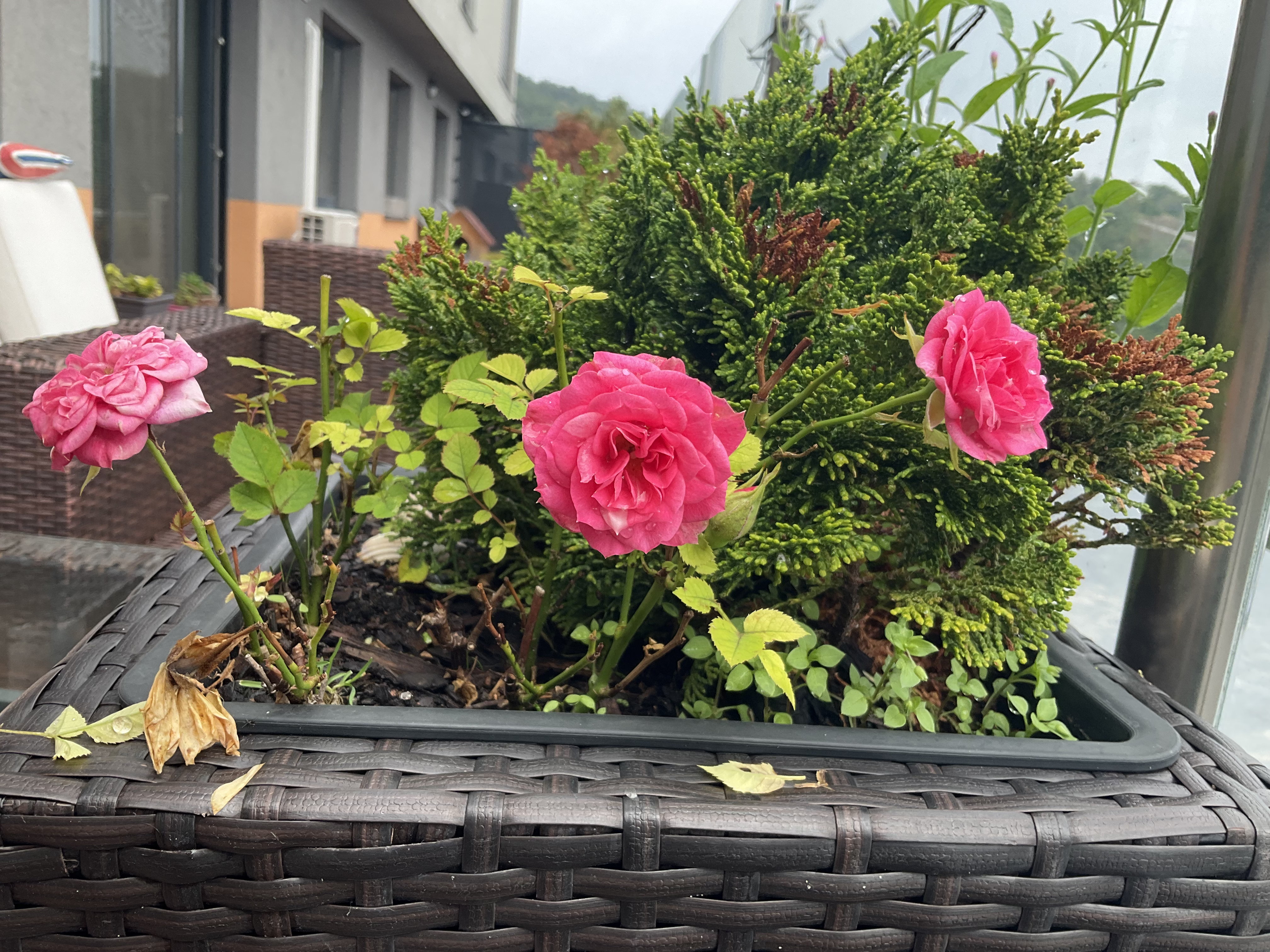 pink roses in garden planter