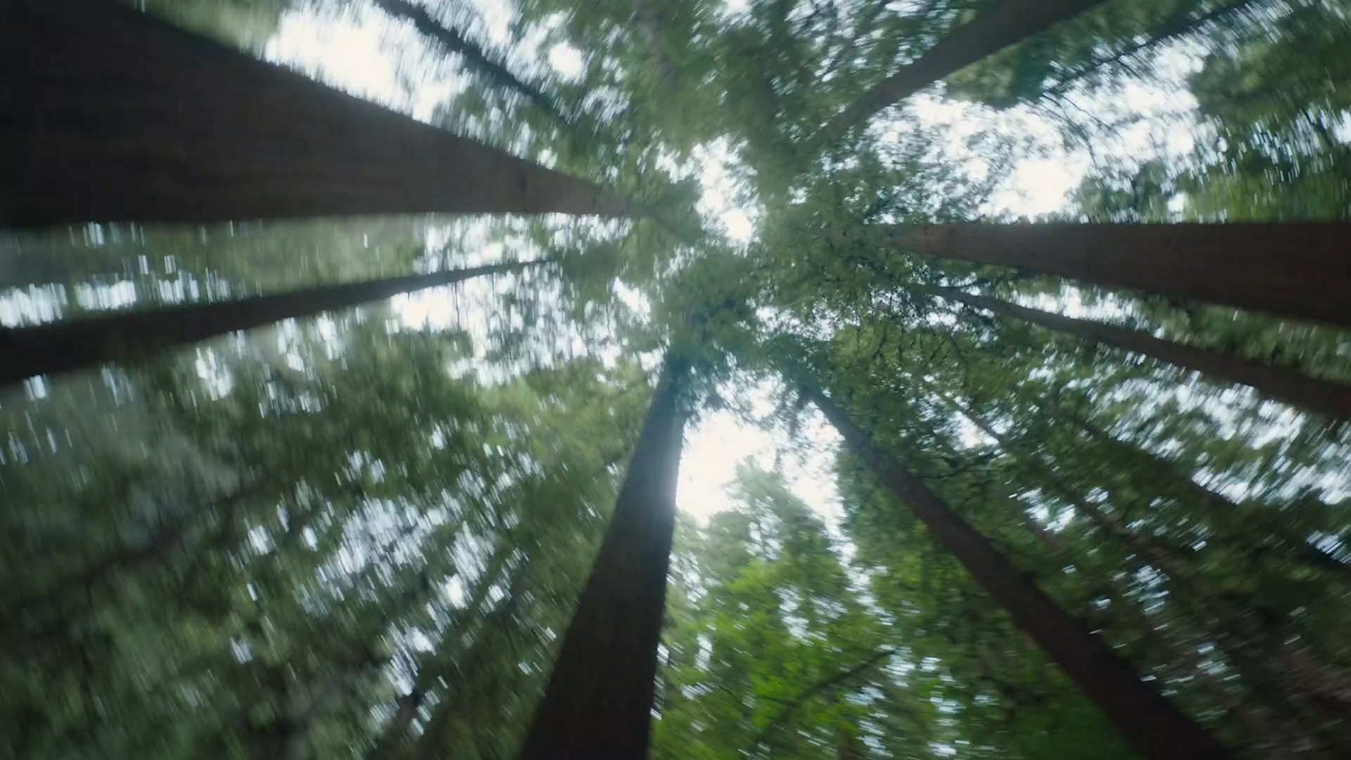 redwood trees upward view