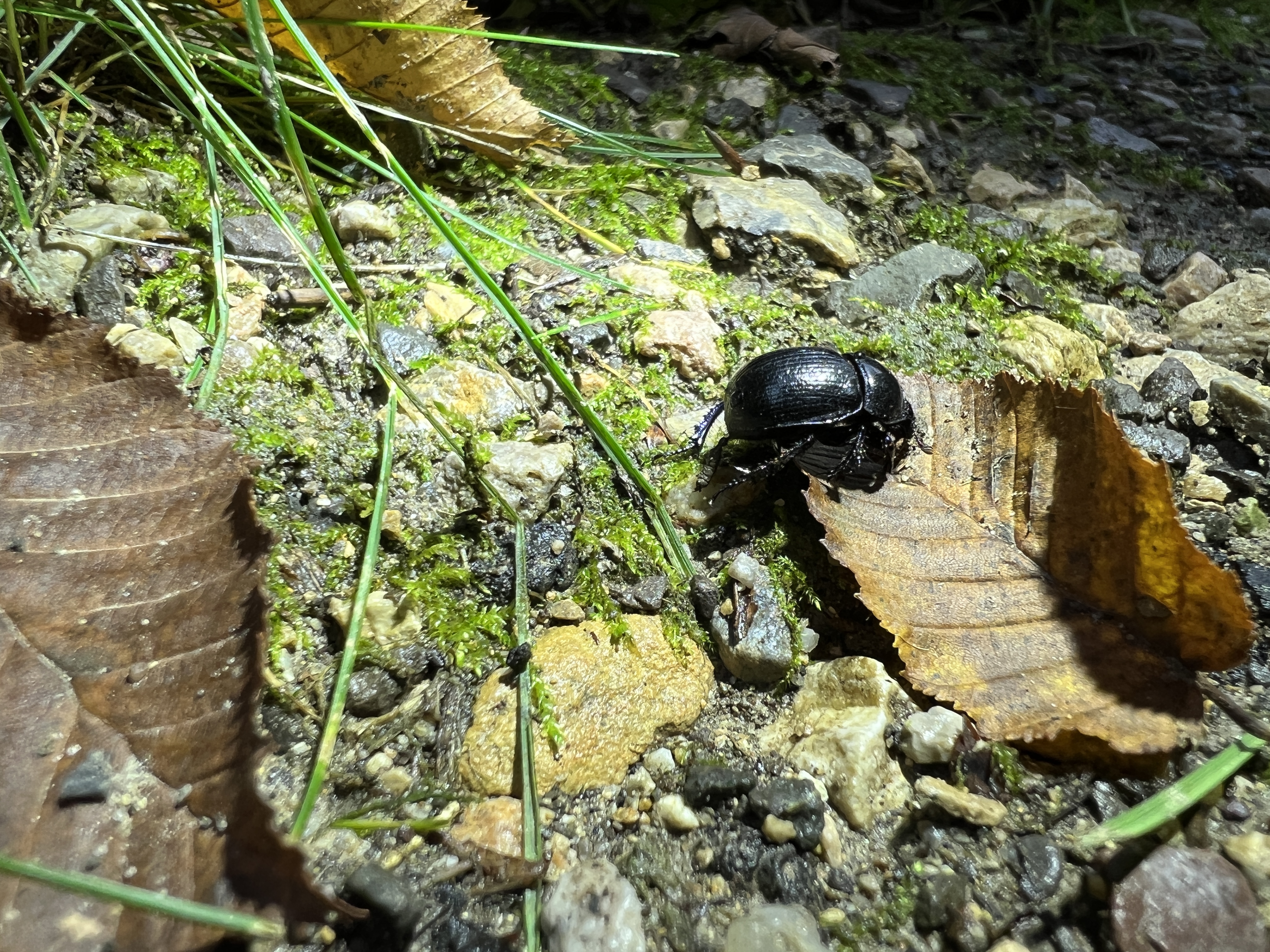 beetle on forest floor