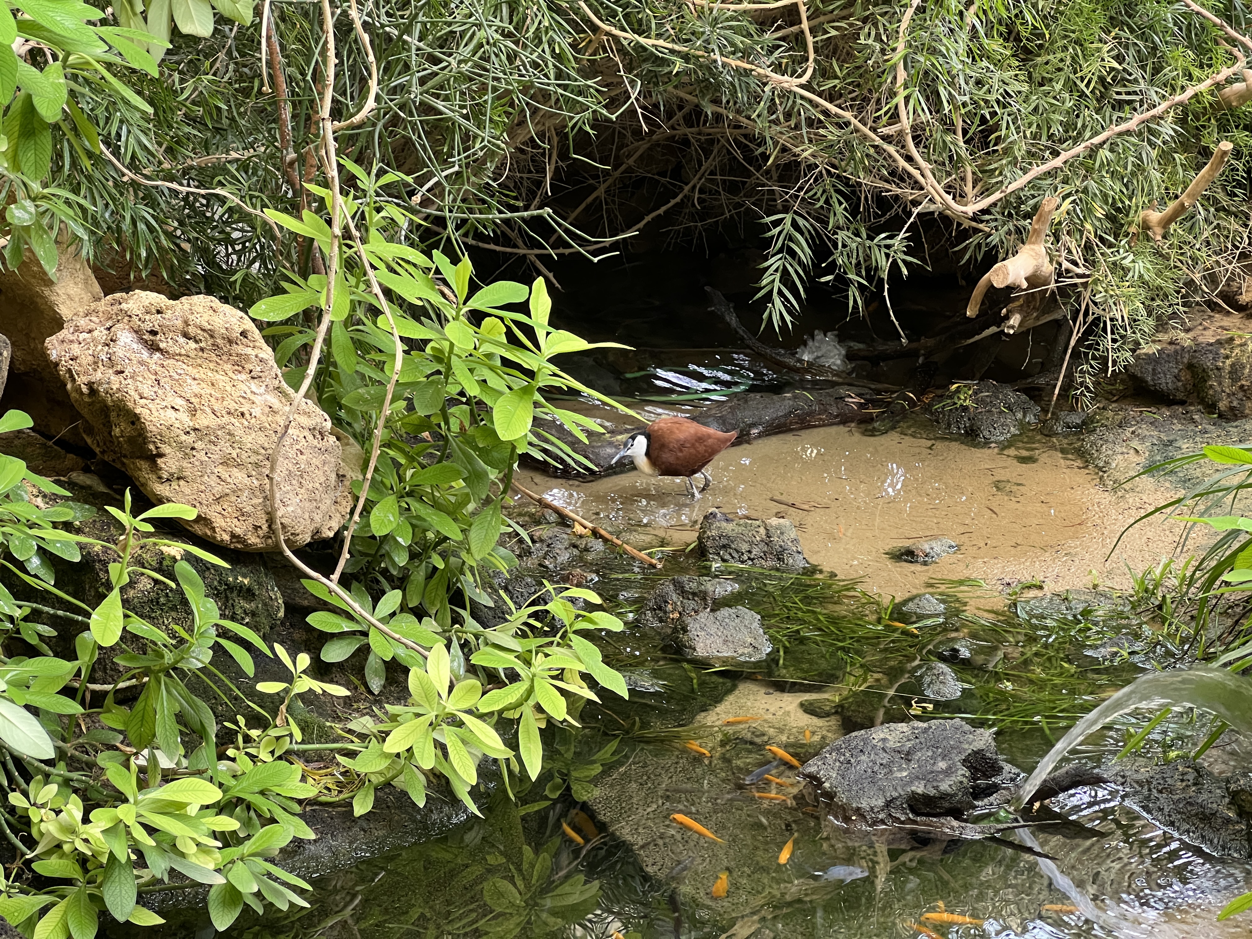 bird near stream