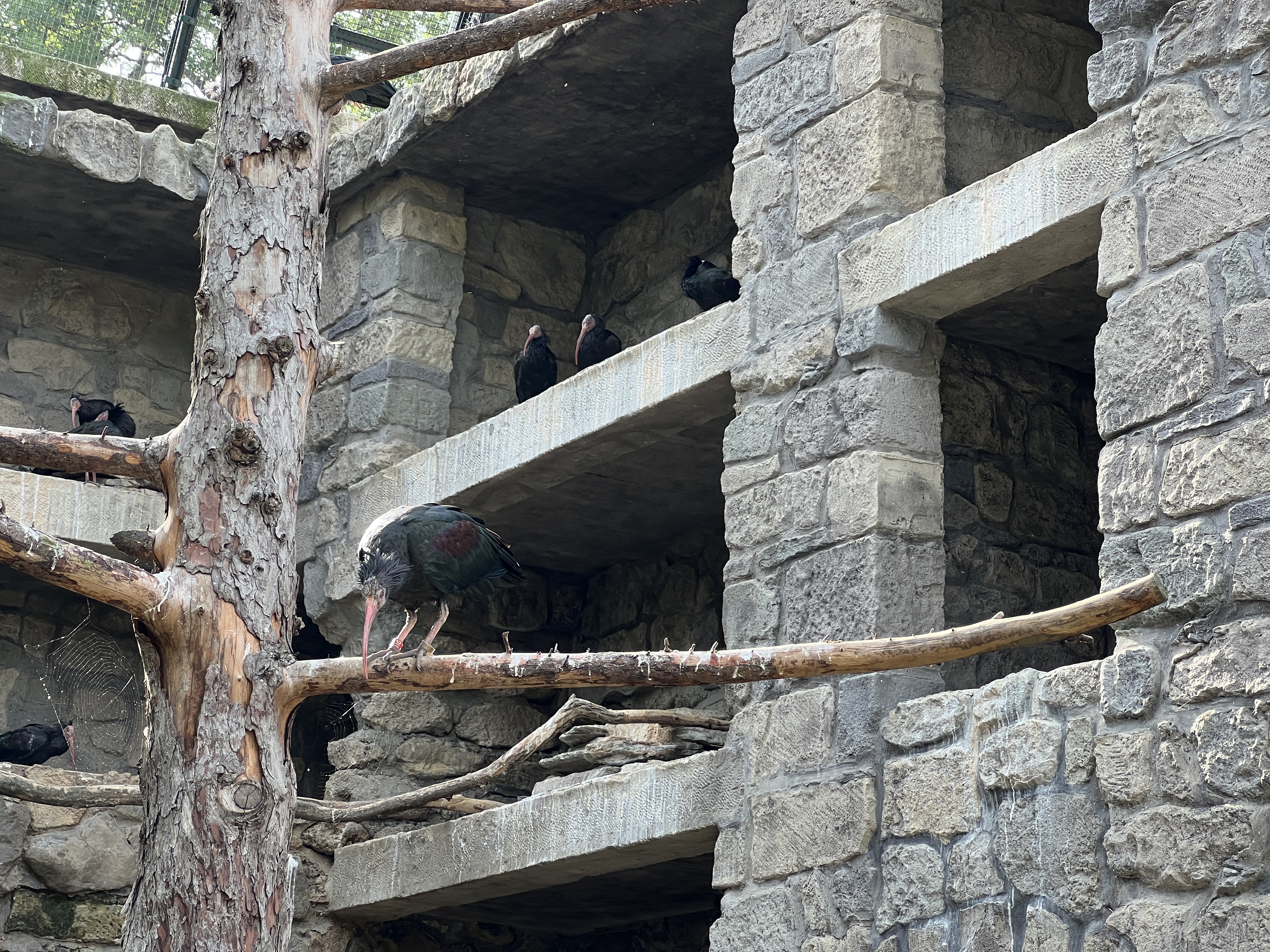 birds on rocky structure
