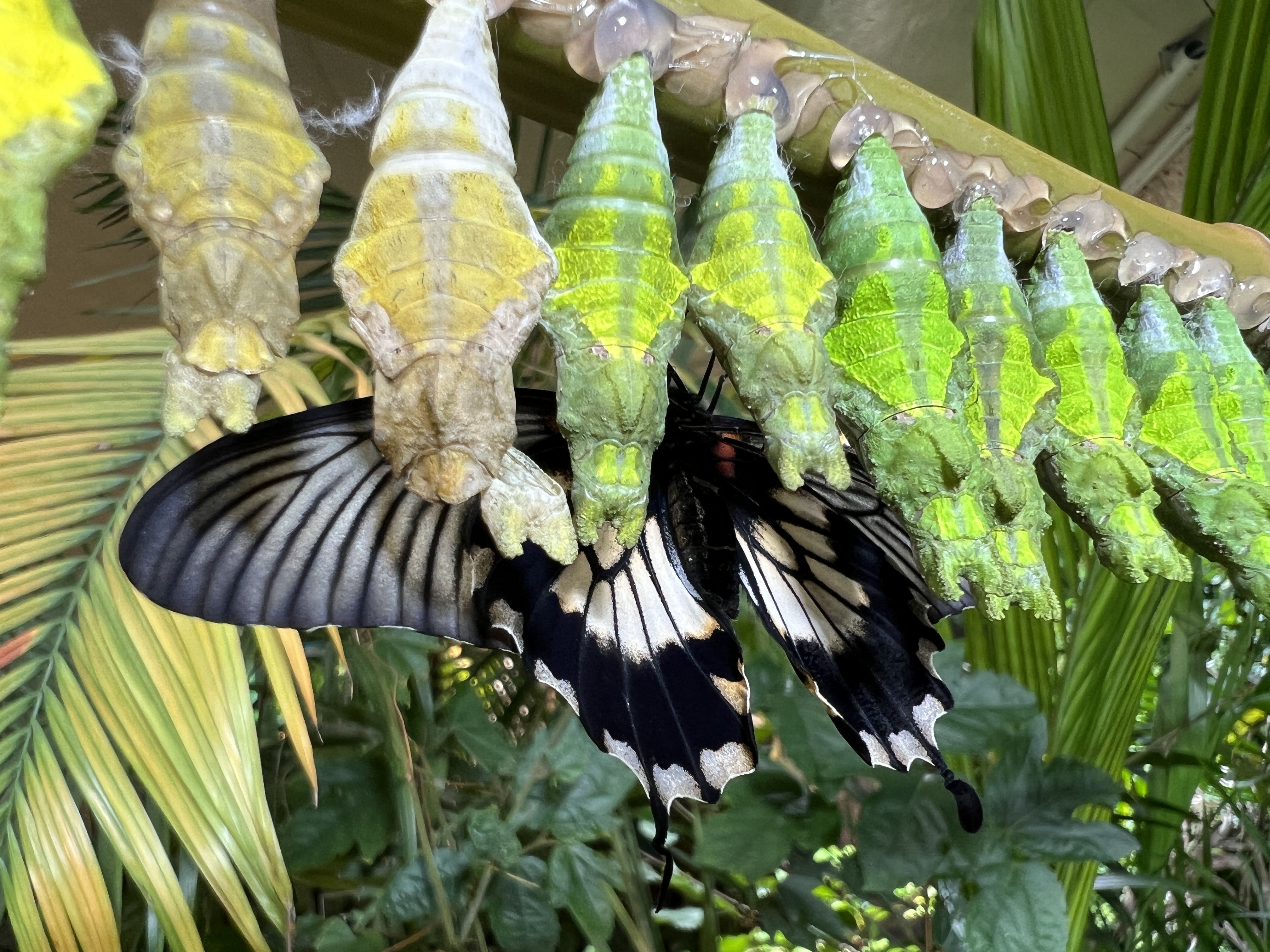 butterfly emerging from chrysalis