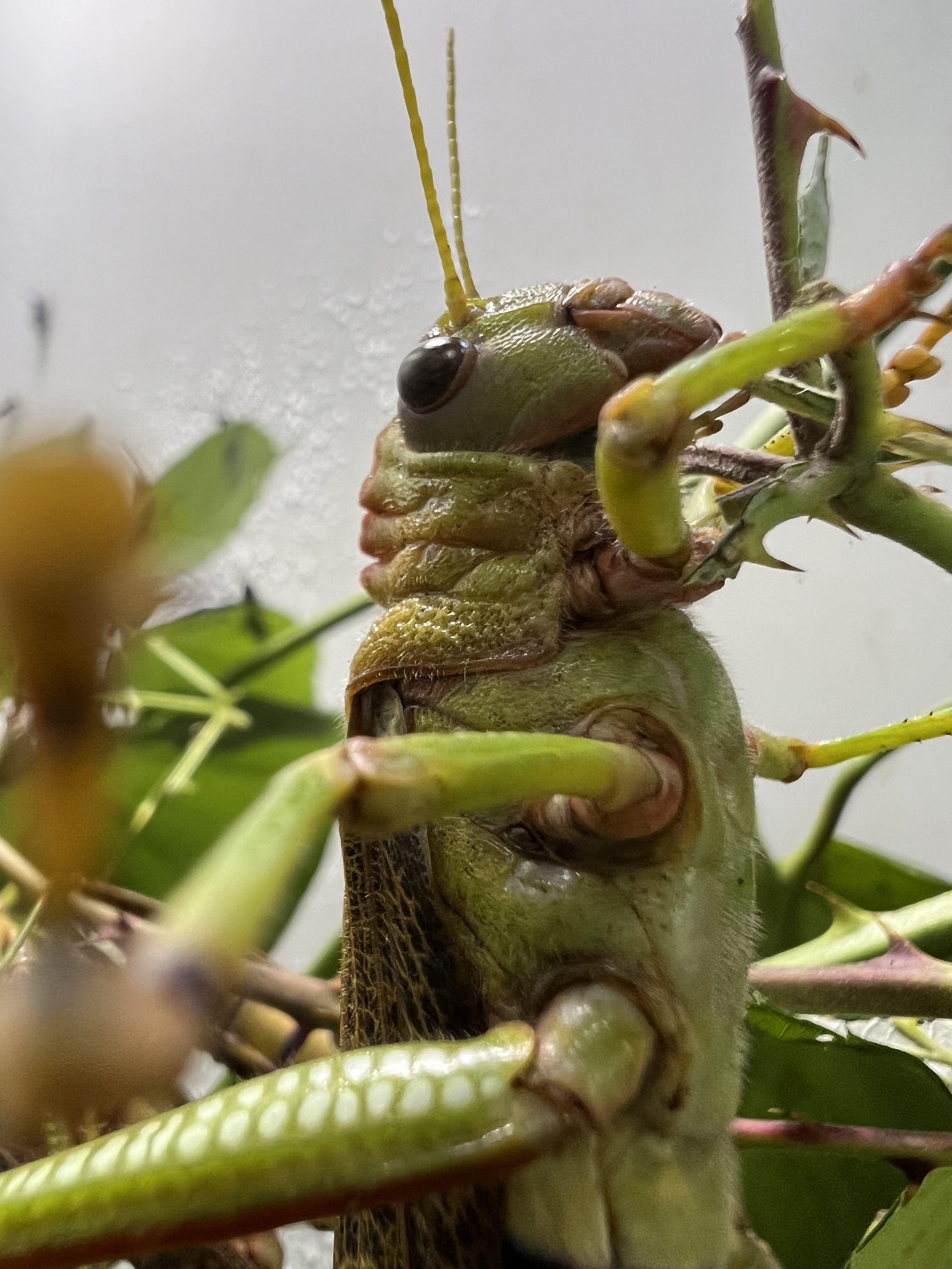 close up green insect on branch