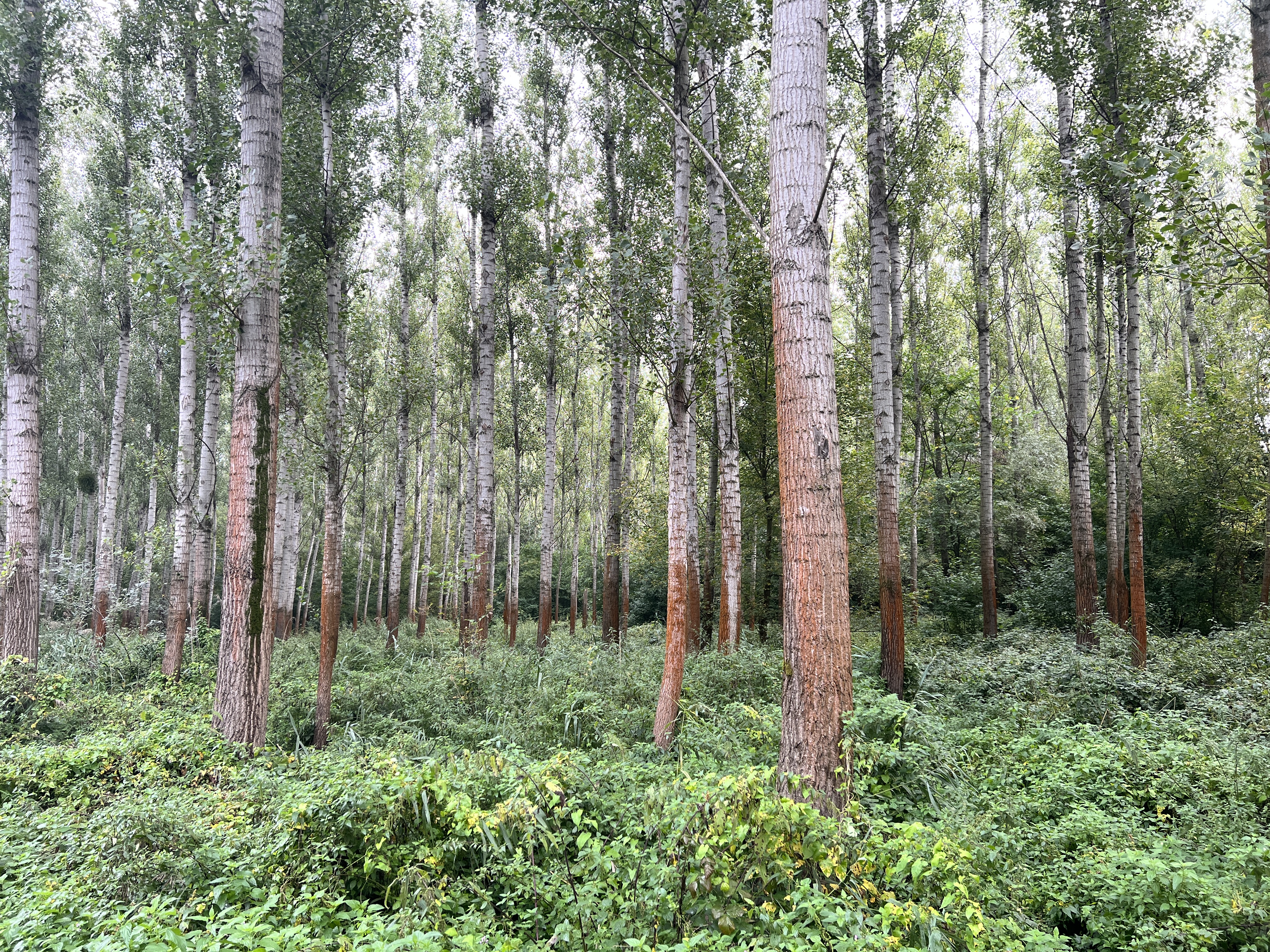 dense forest trees